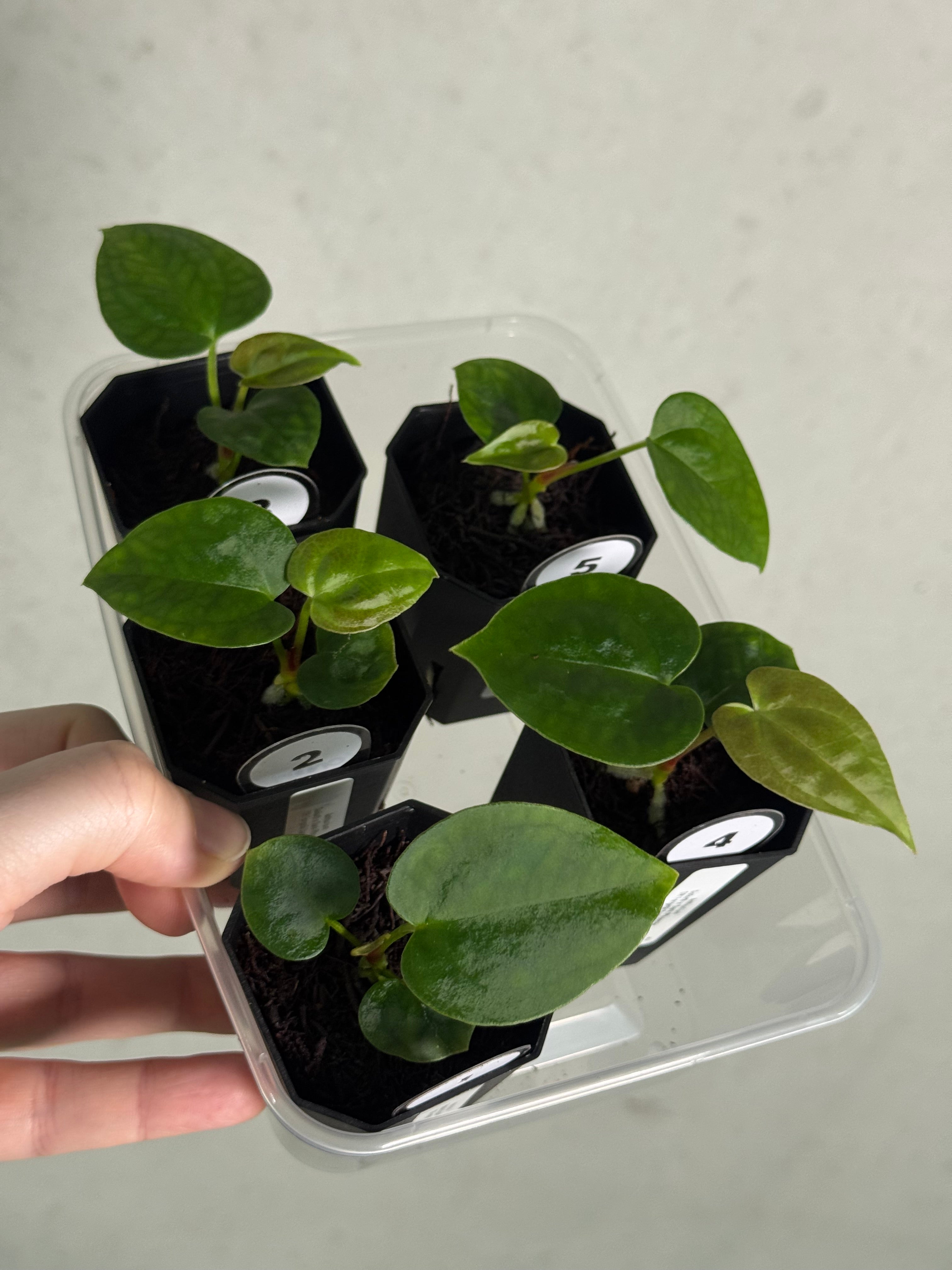 Anthurium Goliath x Dark Phoenix OR Forgetii Dark Form - Seedlings - SMUKHI