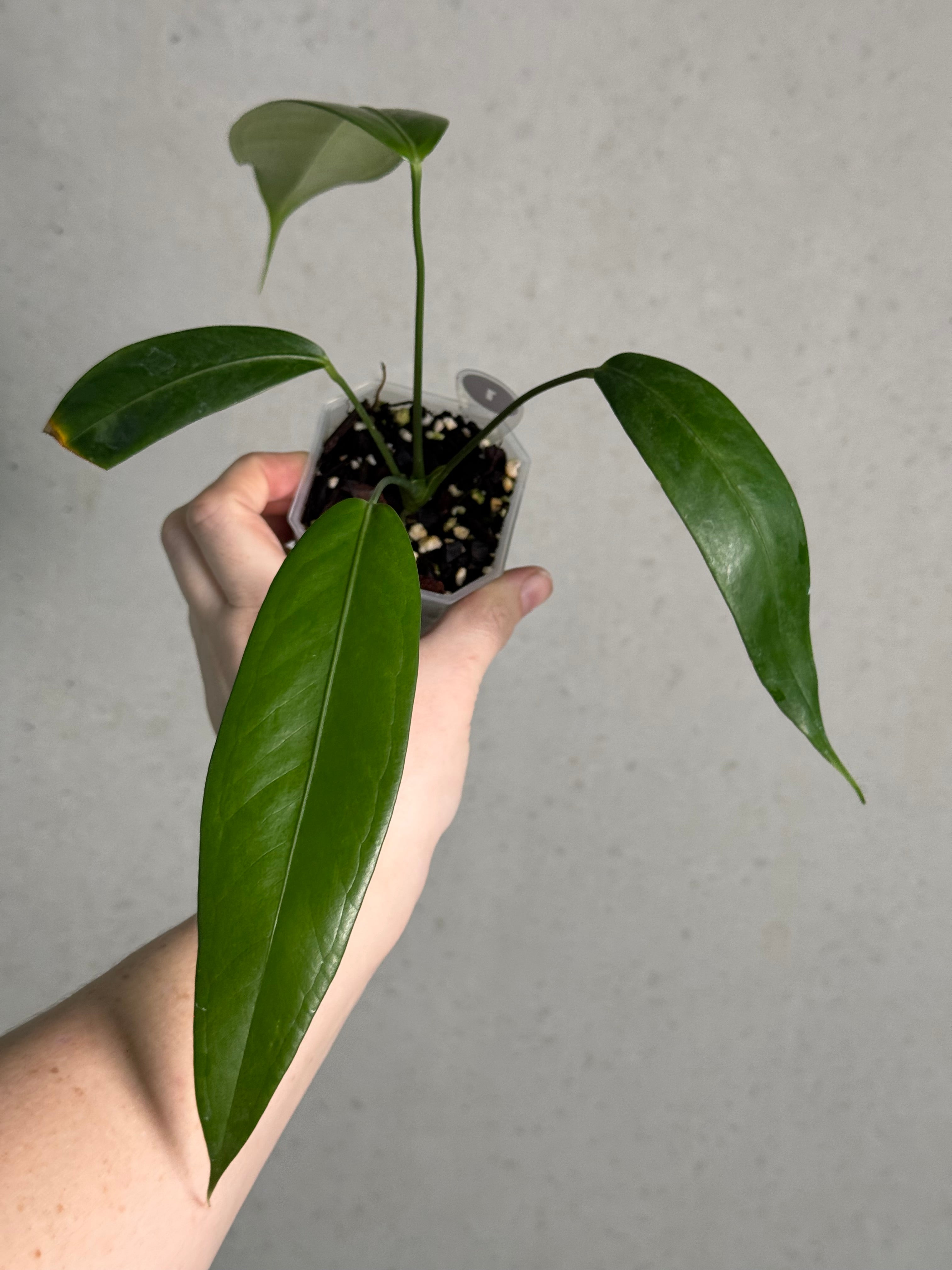 Anthurium Eminens S1 - SMUKHI