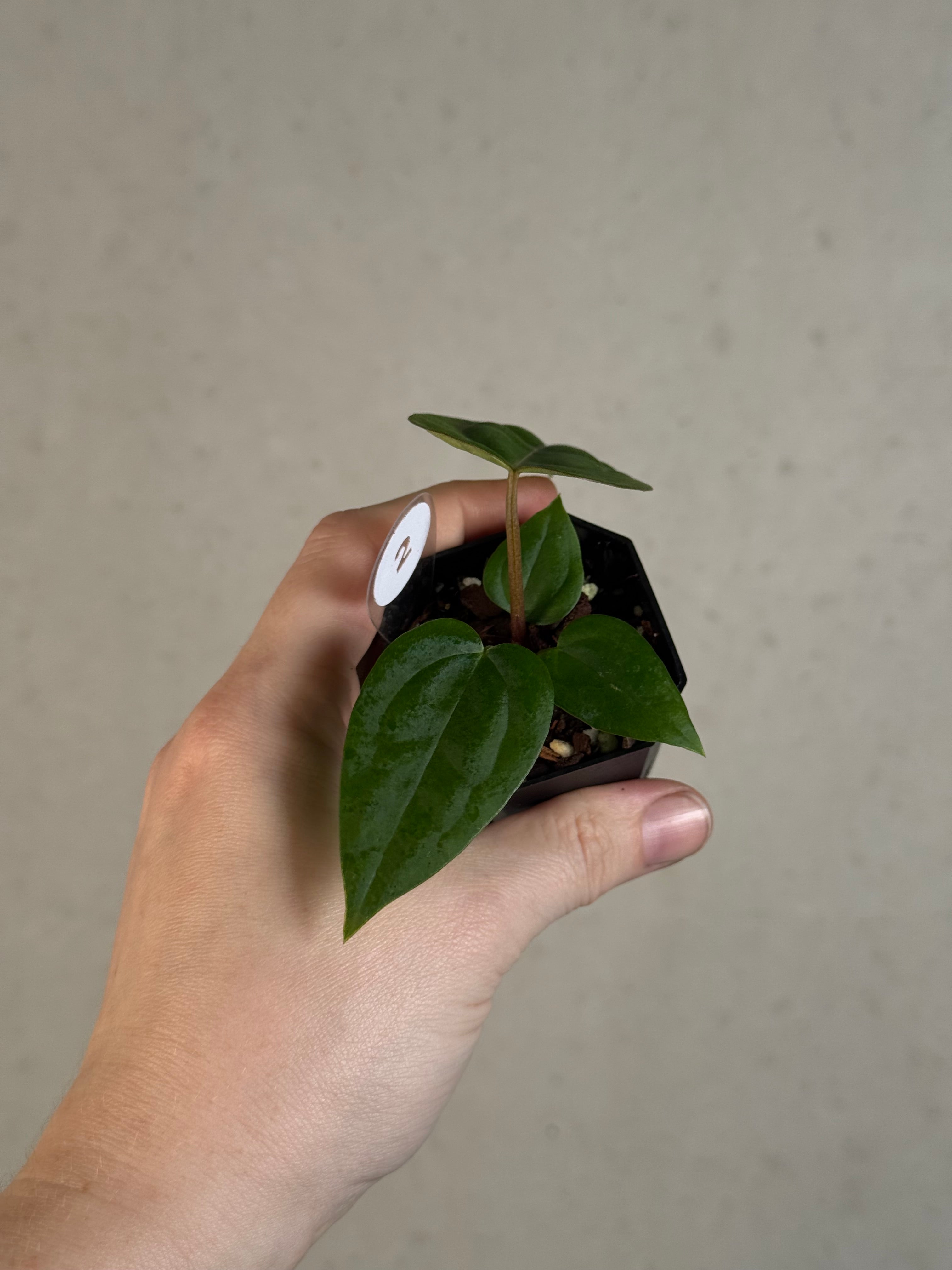 Anthurium (Black Widow x Red Velvet Cake) x (Dressleri RG x Carlablackiae 'Amanda')