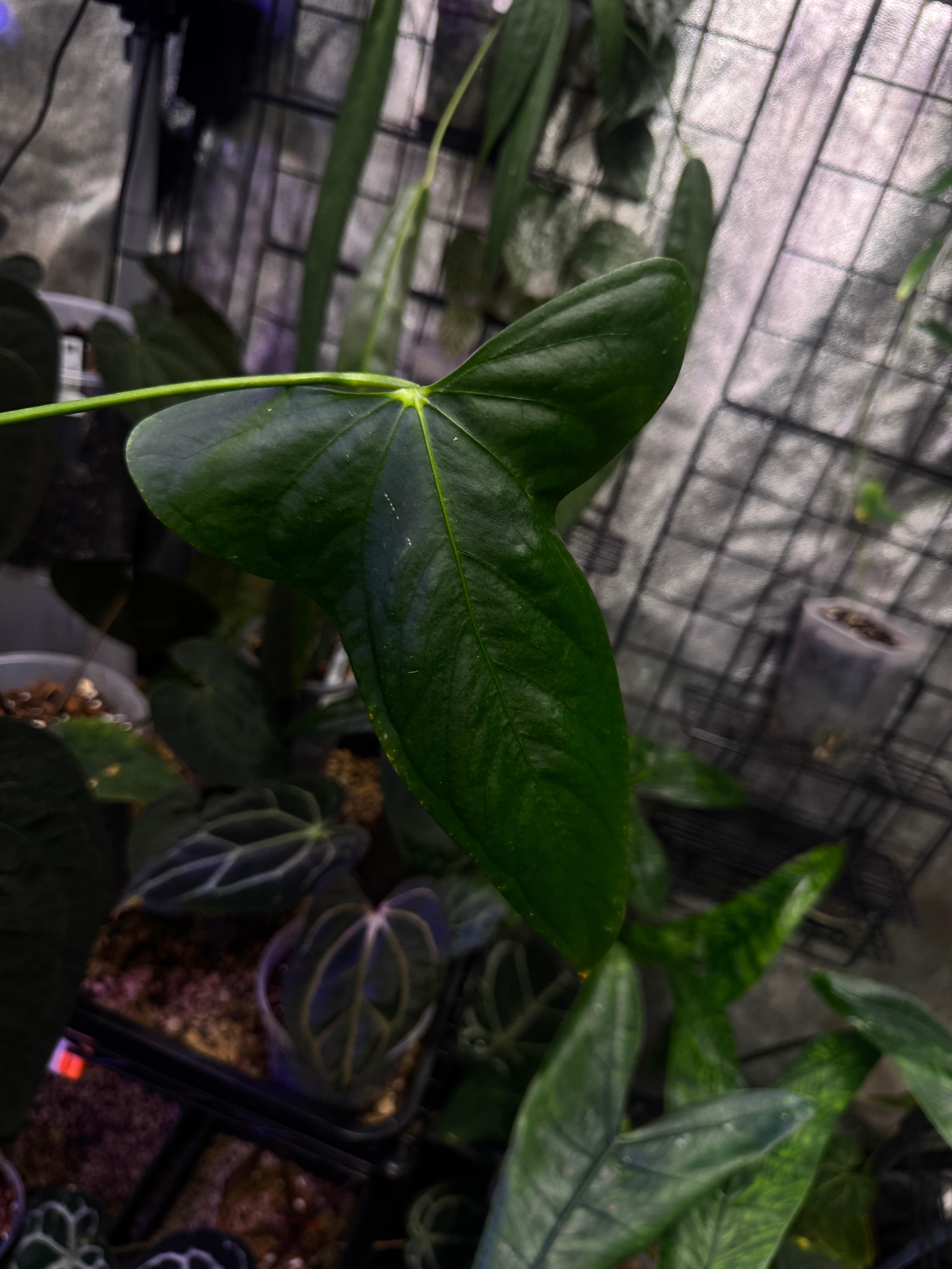 Anthurium Indo Portillae - Clone - SMUKHI