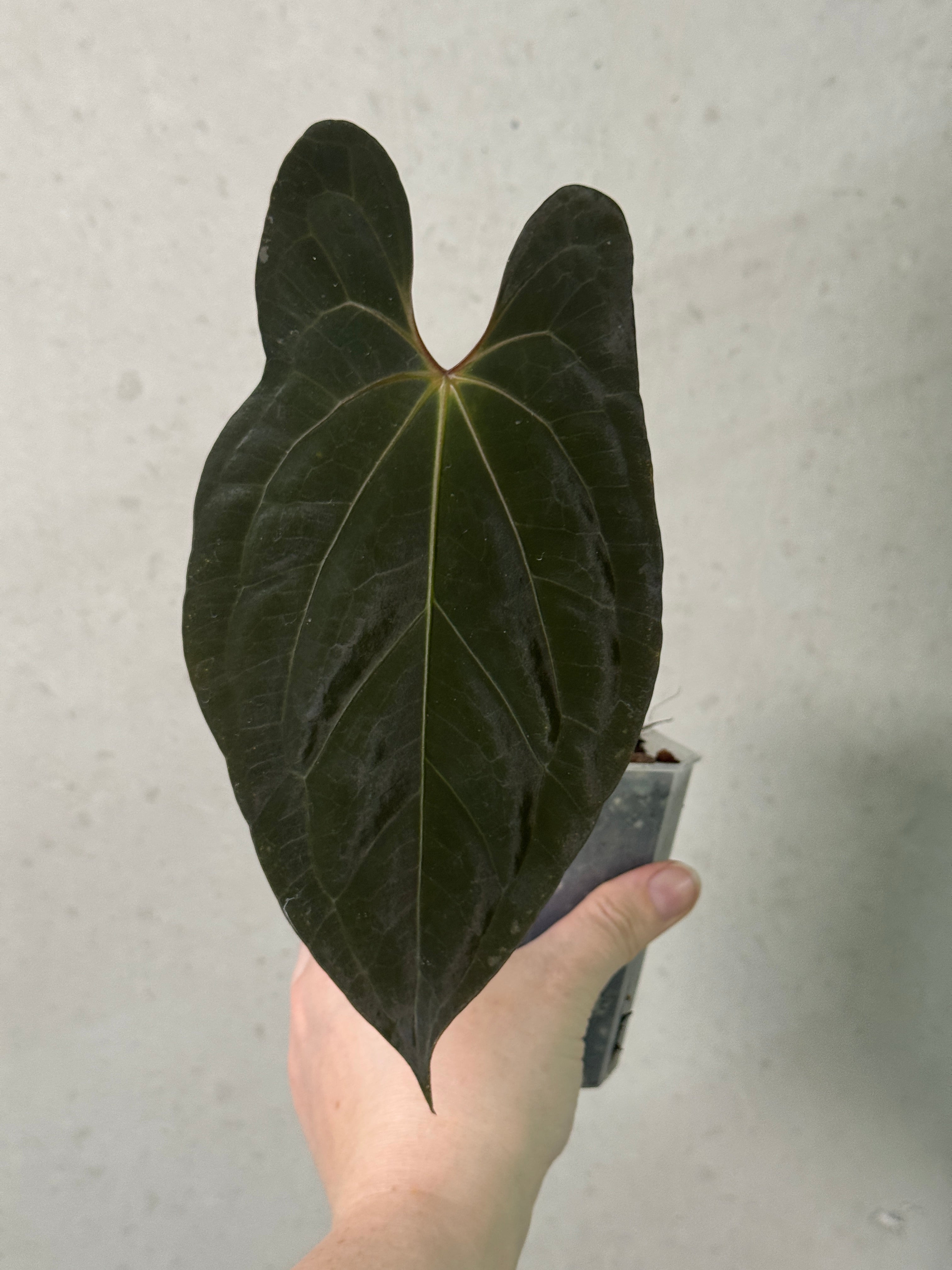 Anthurium 'Sherpa' dark Phoenix x RVDP clone plant with glossy dark green leaves and vibrant red spathes, from Abelia Plants.