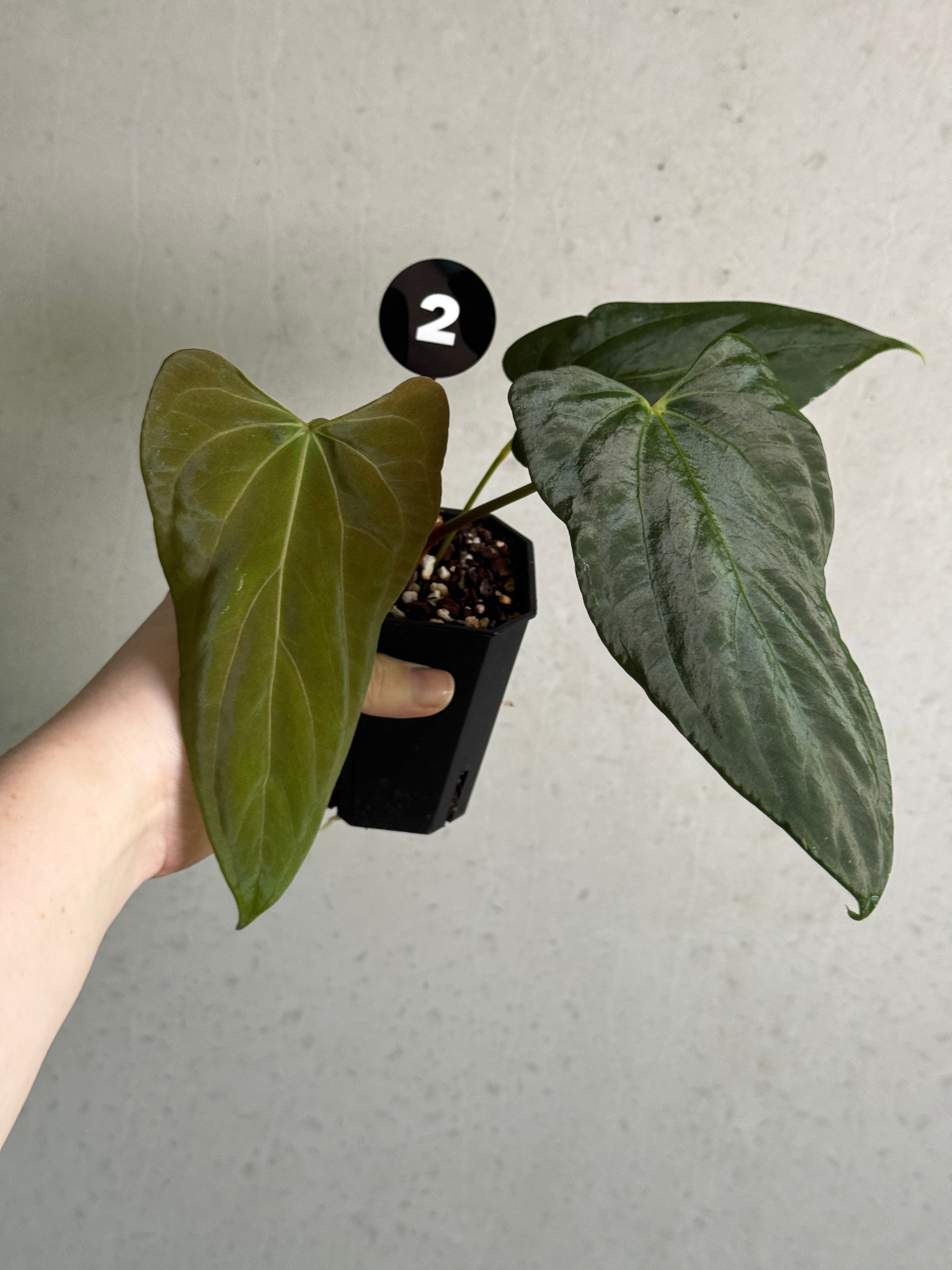 Anthurium Fort Sherman S1 x Ralph Lynam x Fort Sherman plant by SMUKHI with glossy green leaves and vibrant red flowers.