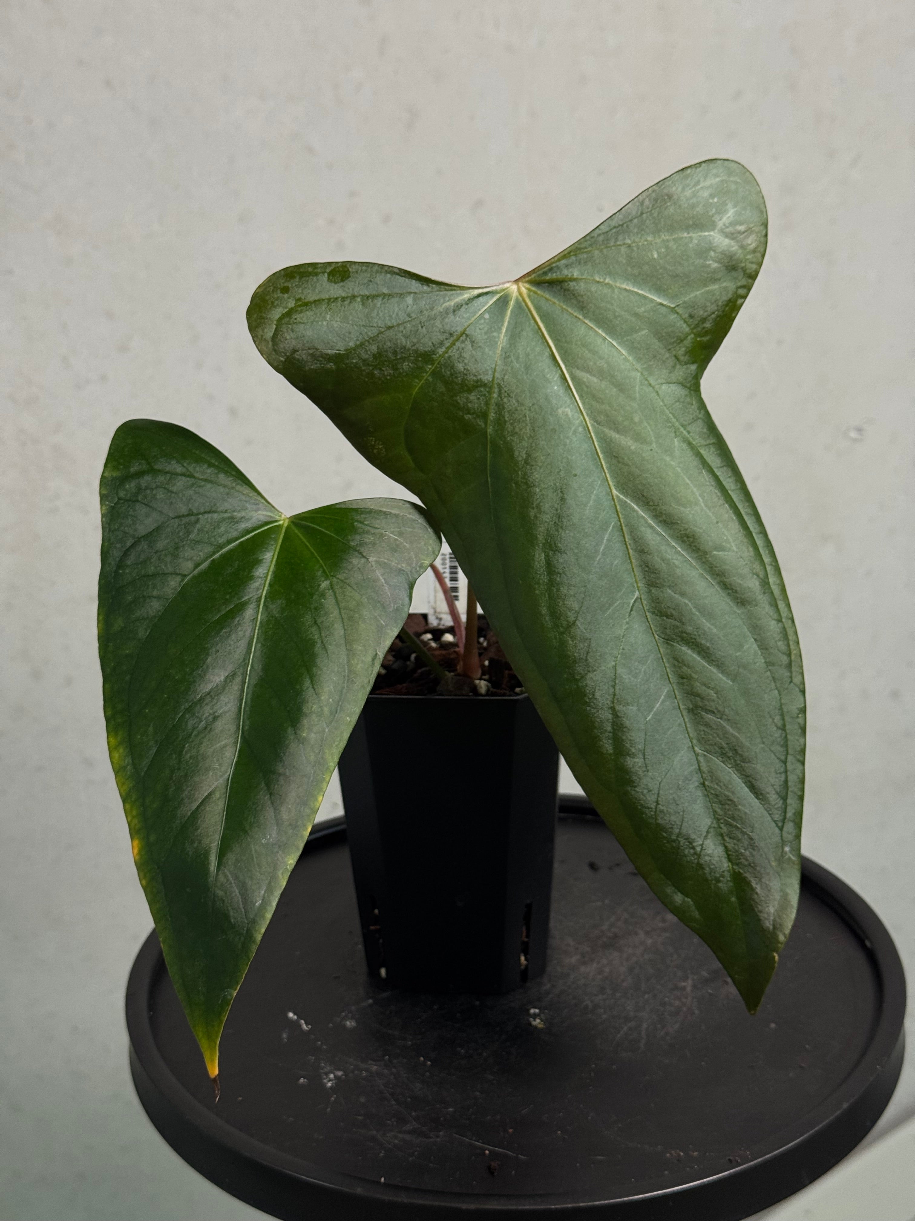 Anthurium Indo Portillae - Clone - SMUKHI