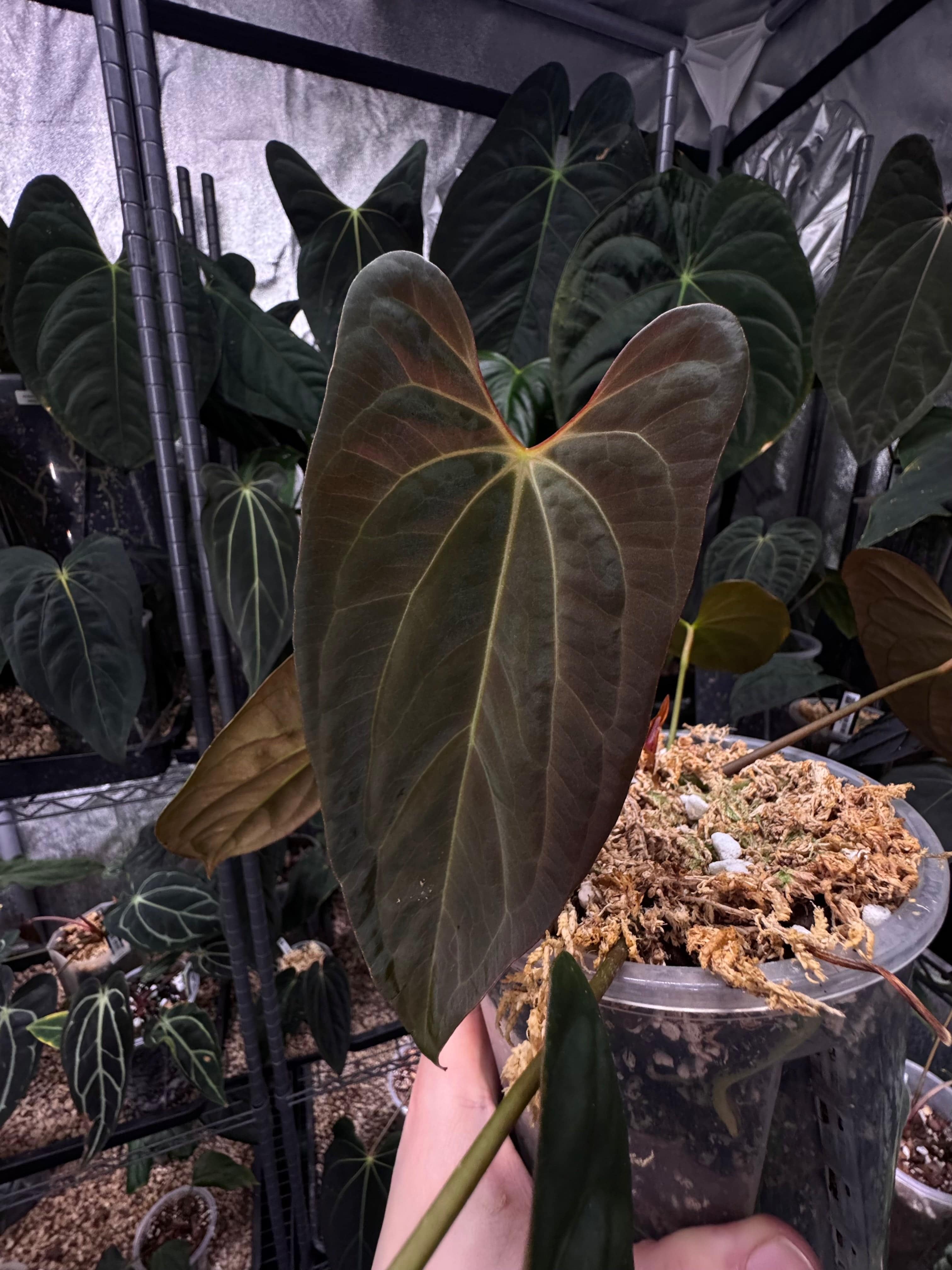 NFS: Anthurium Papillilaminum XOne x XOne - SMUKHI