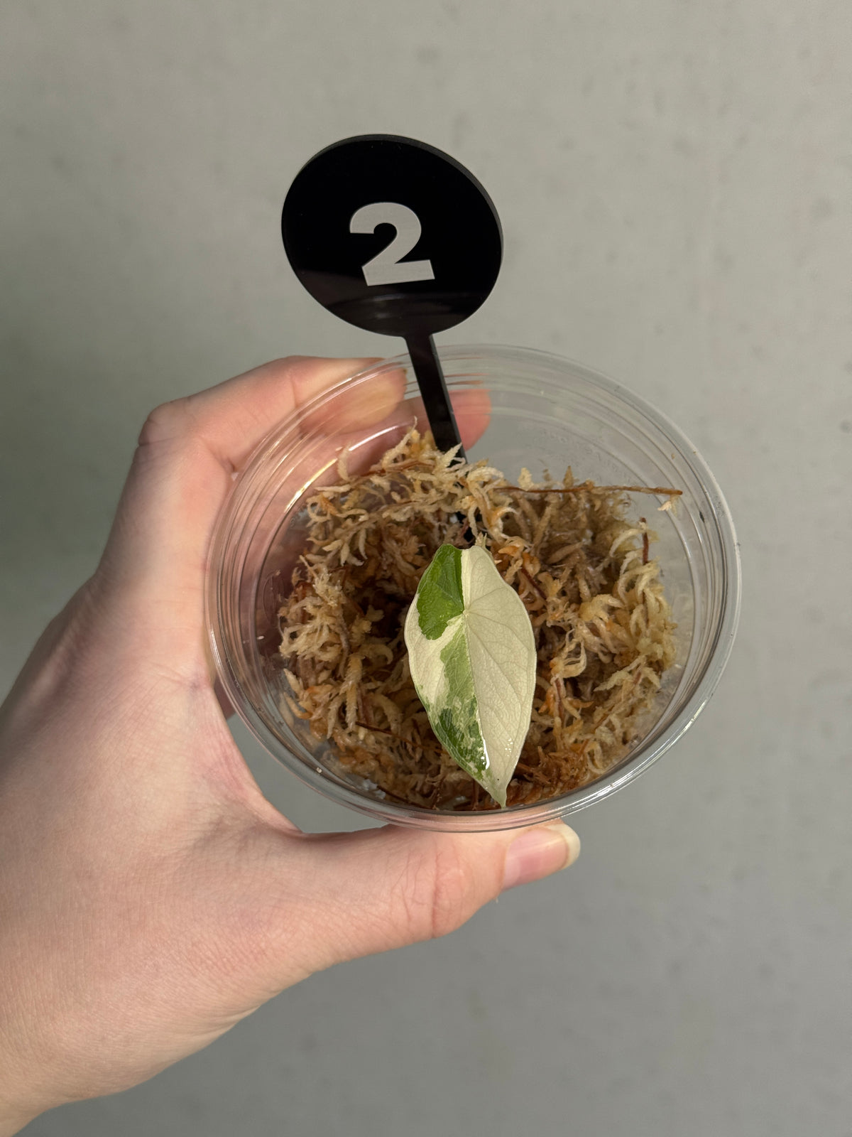 Variegated Alocasia Melo Albo plant with large green and white patterned leaves, lush and healthy, from SMUKHI.