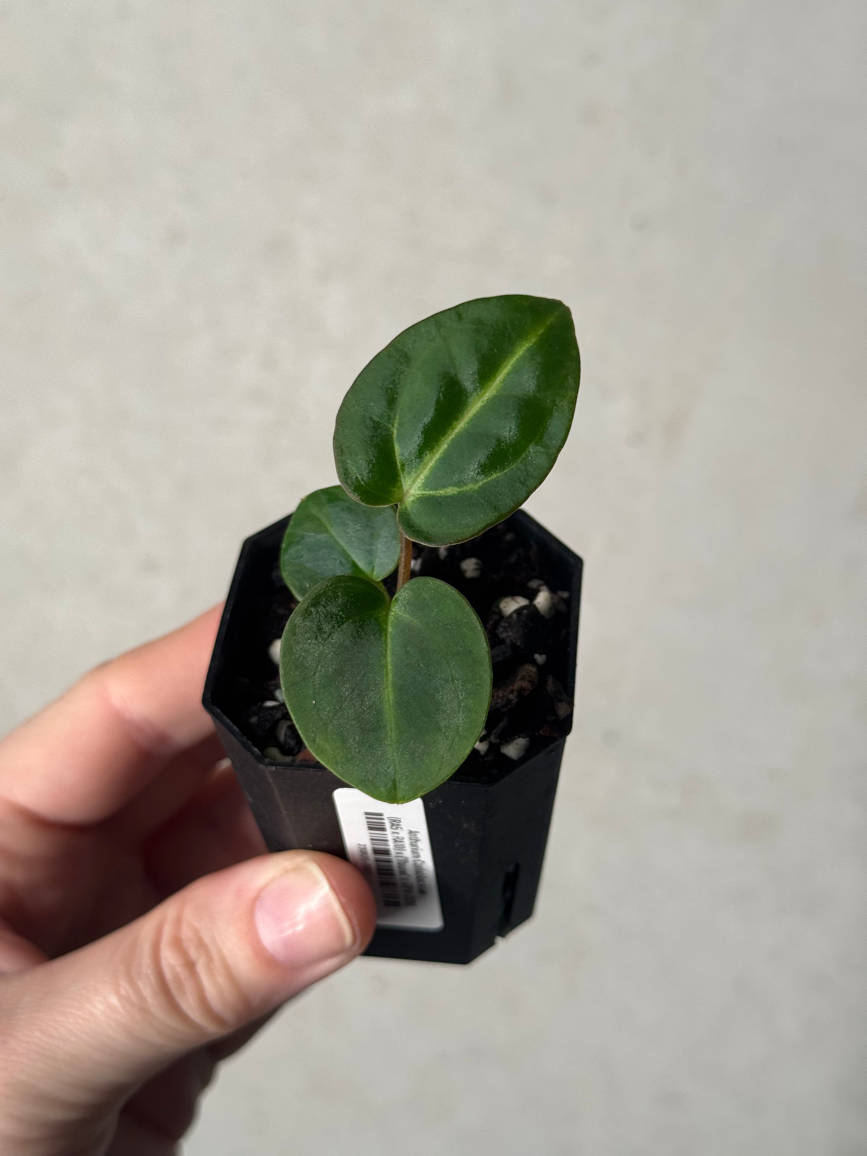 Anthurium Carlablackiae (RA5 x RA10) x ('Round' x GPH-001)