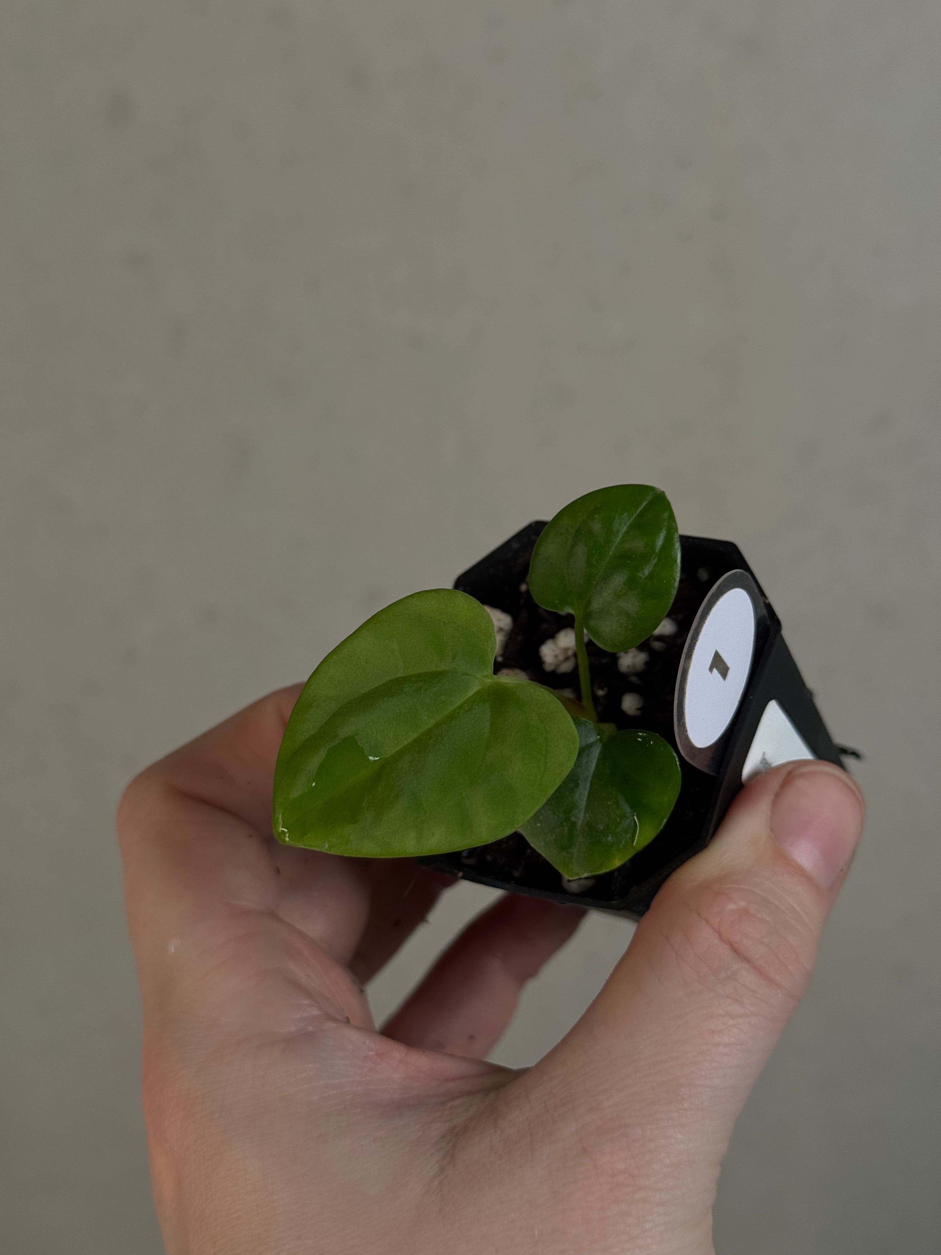 Anthurium Dressleri NSE 'Obsidian' x (Black x F2)
