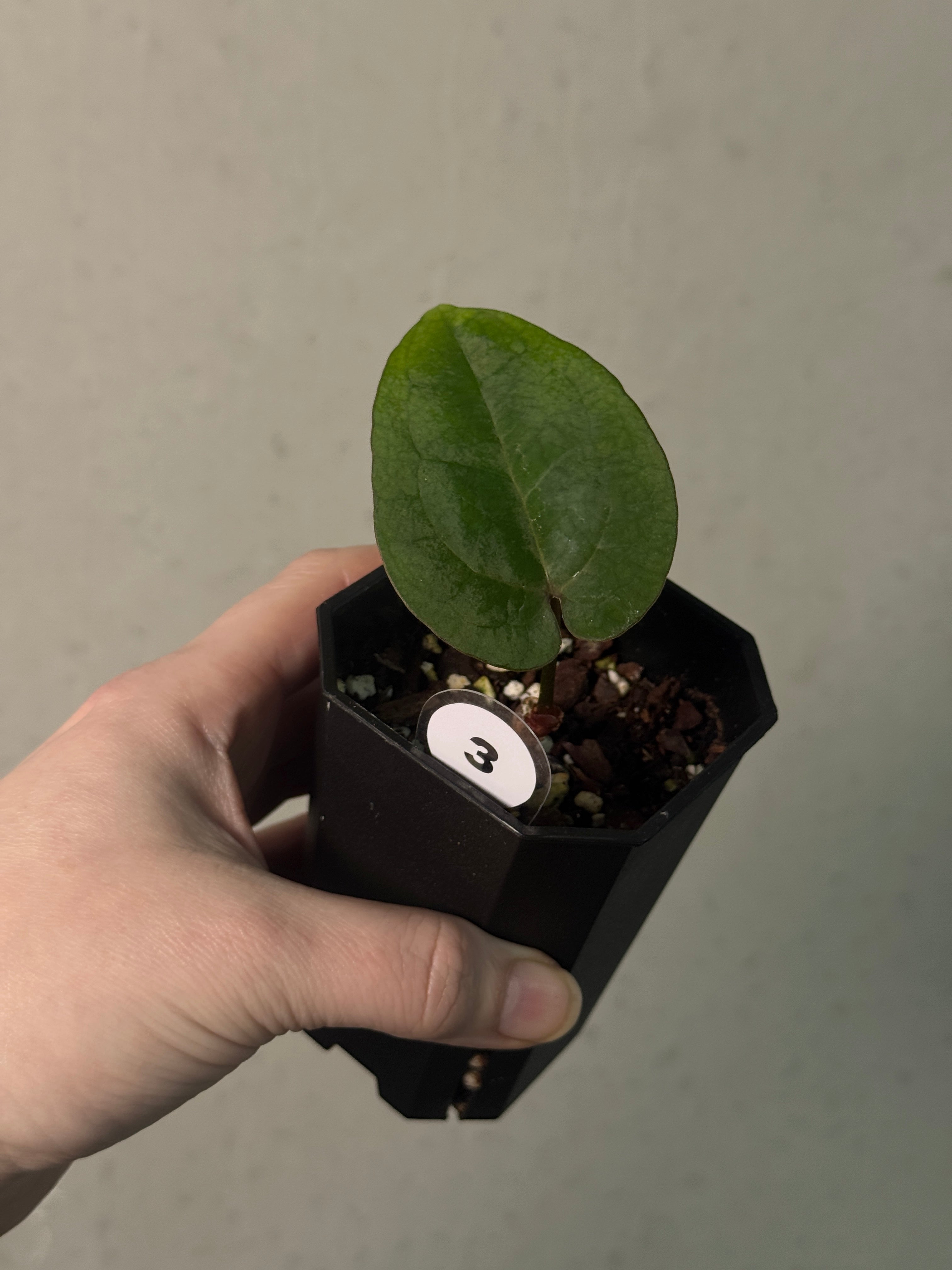 Anthurium Ace of Spades Dark Form F1 (SKG) - Clone - SMUKHI