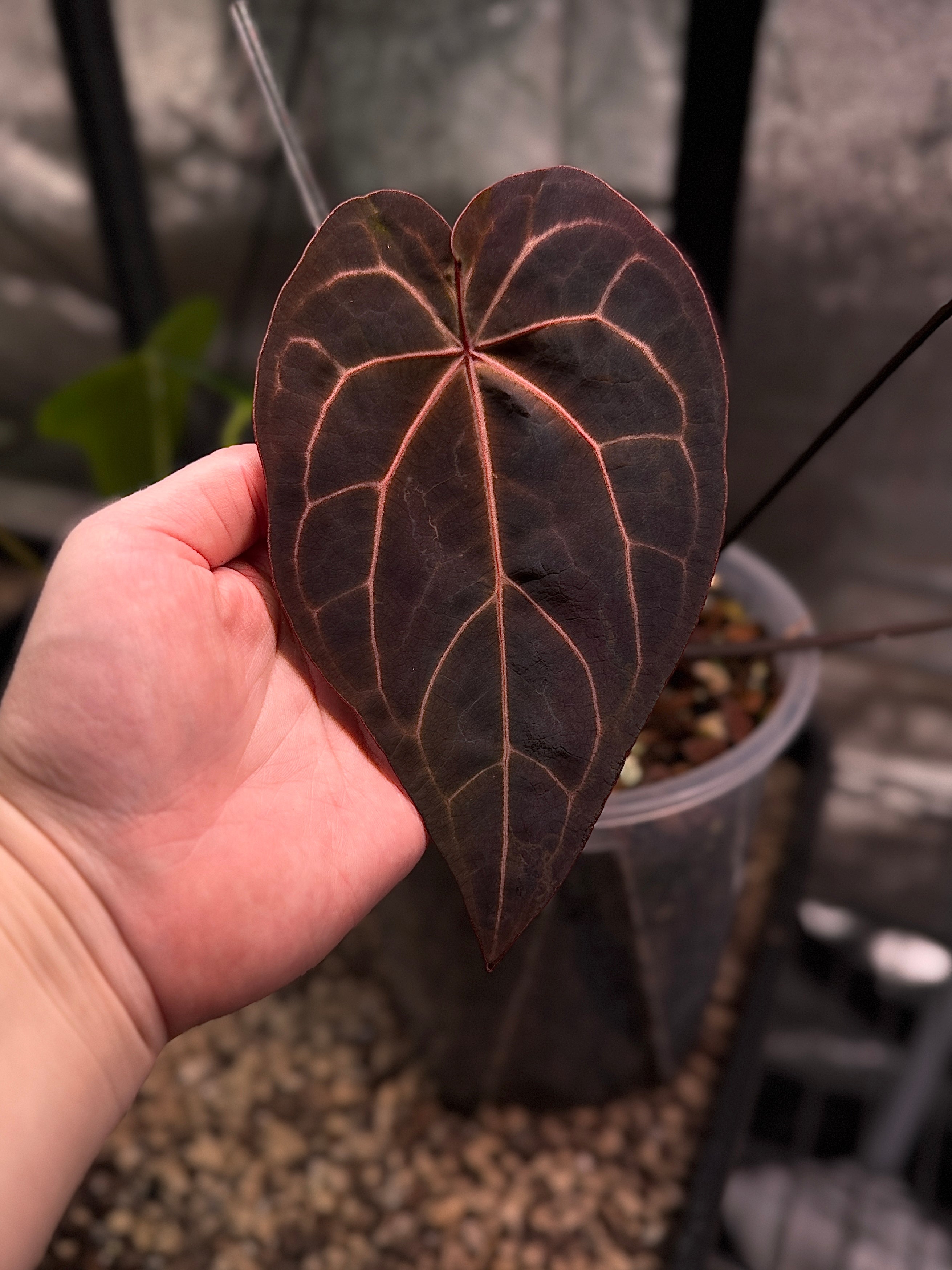 NFS: Anthurium Hot Pink ‘23’ x Red Velvet Cake '24'