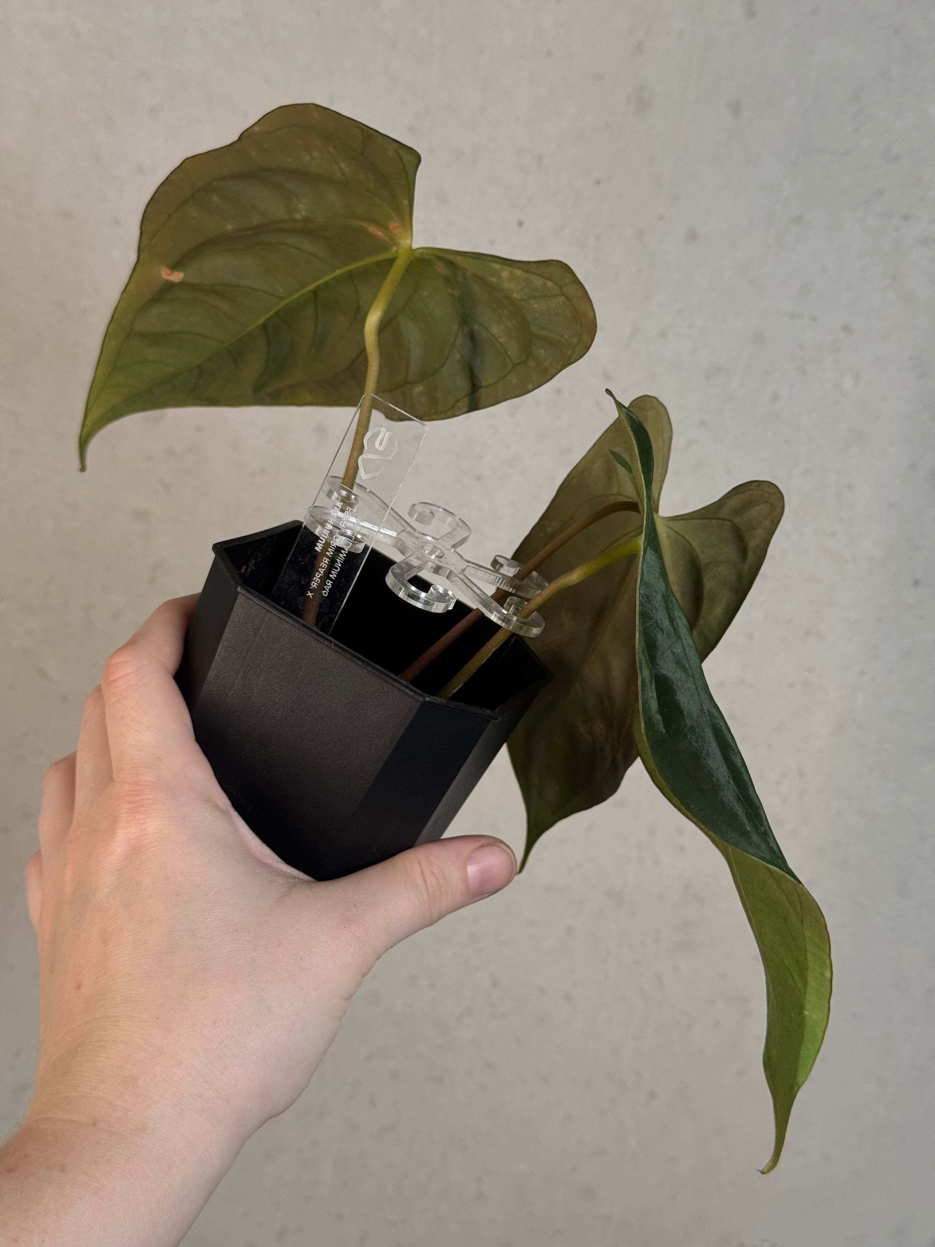 Anthurium FSxRL ‘Grim Reaper’ x Papillilaminum RA6 - Clone