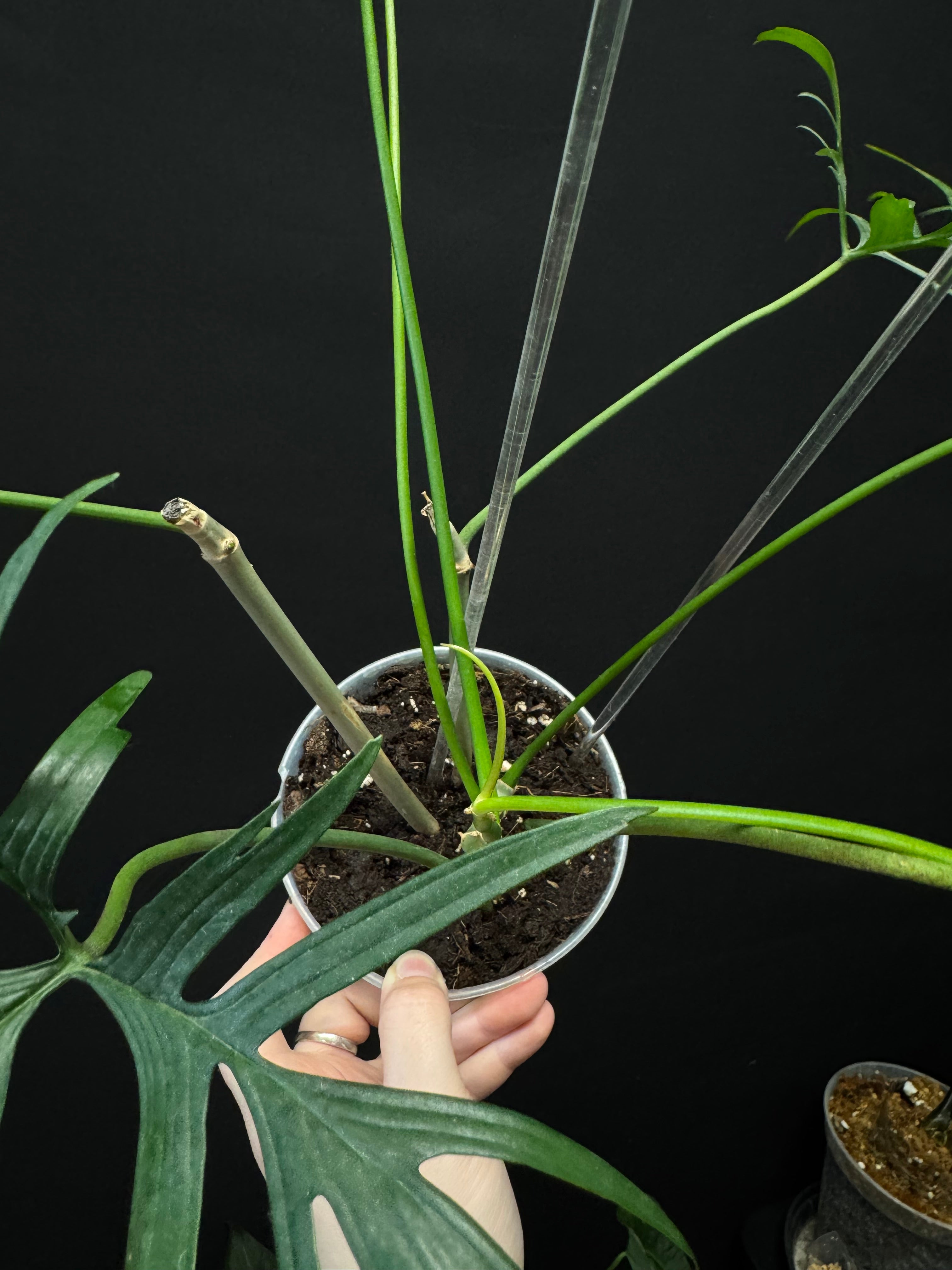 Philodendron Polypodioides