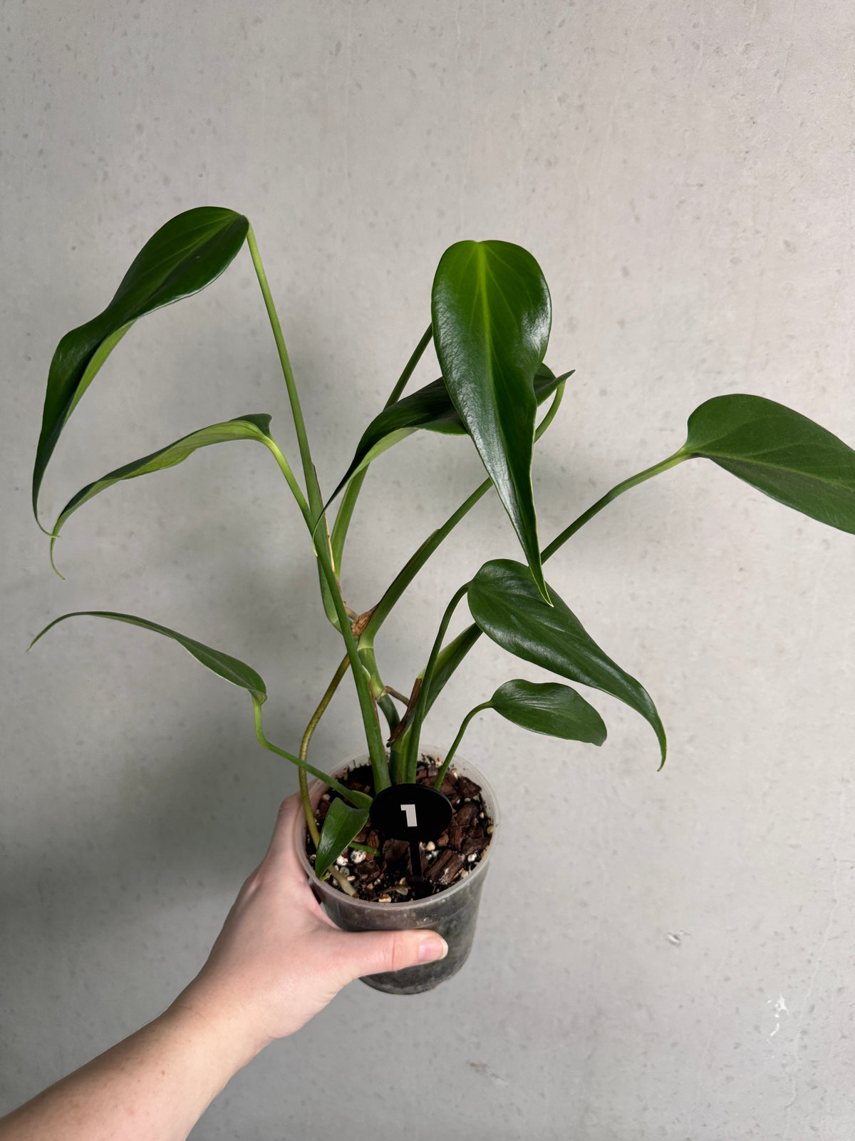 SMUKHI Monstera Burle Marx Flame plant with vibrant green and flame-patterned leaves, showcasing lush indoor foliage.