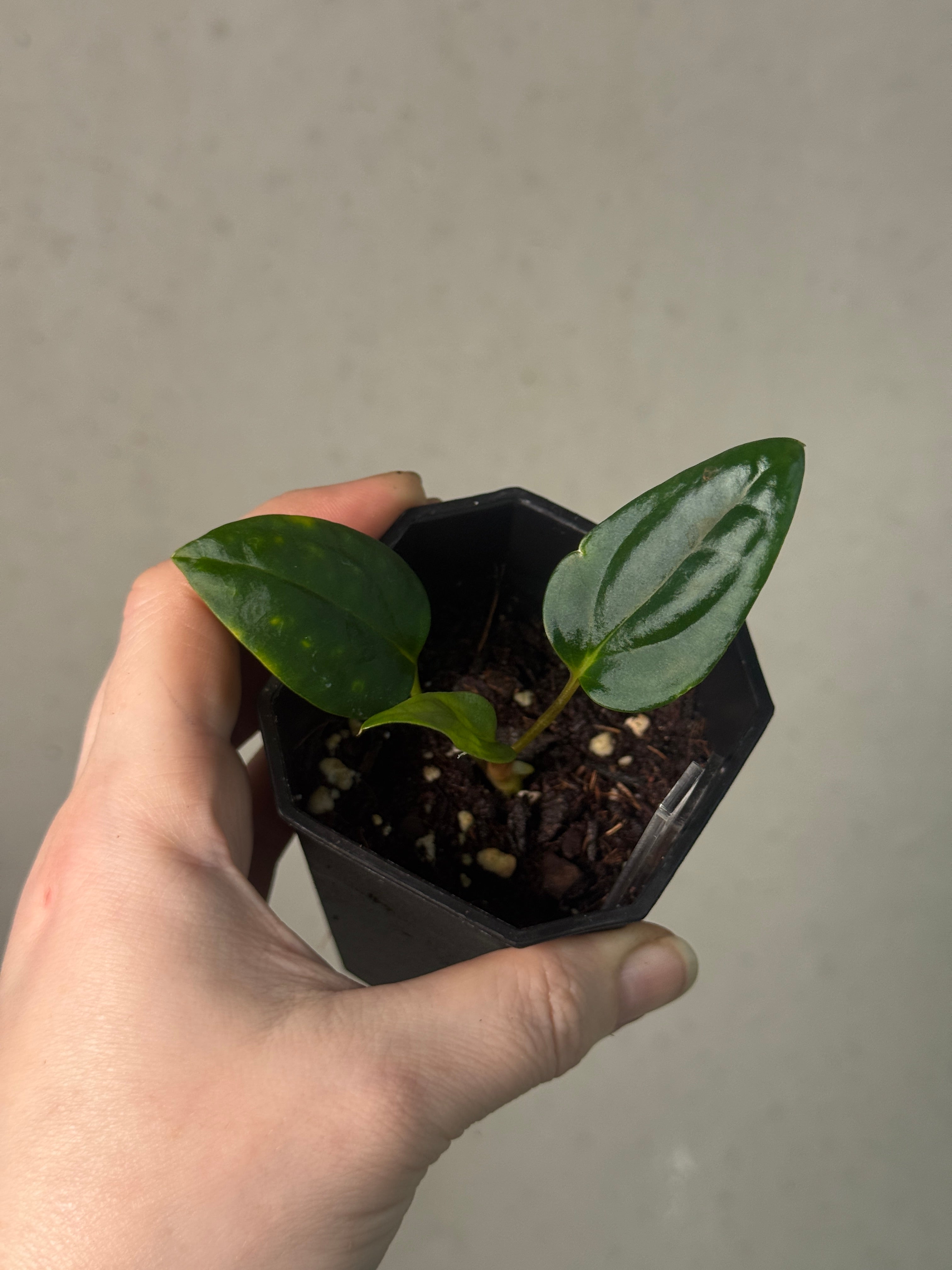 Anthurium Mr. Worldwide x Portillae ‘Dorito’