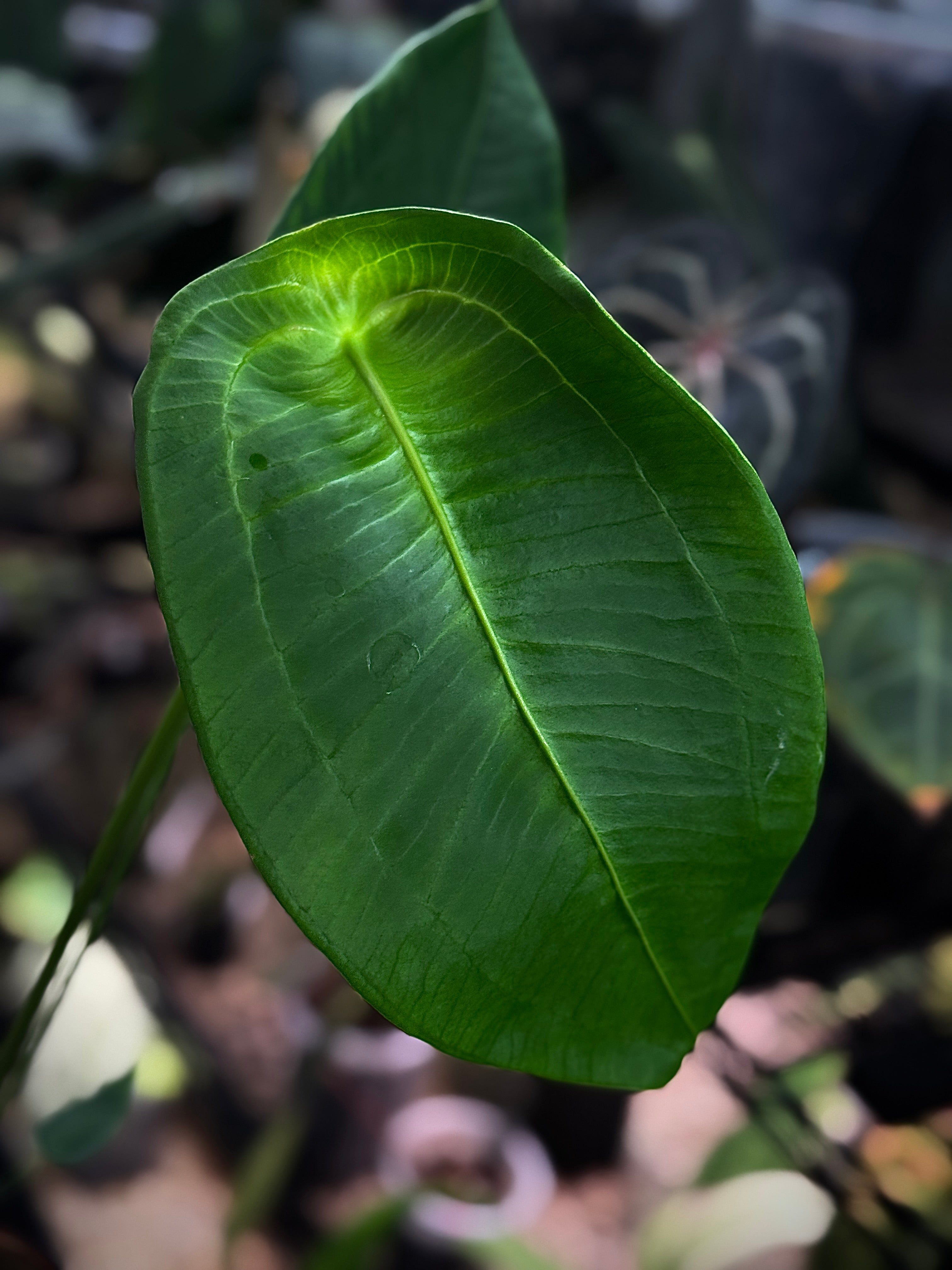 Anthurium Peltigerum S1 (sets) - SMUKHI