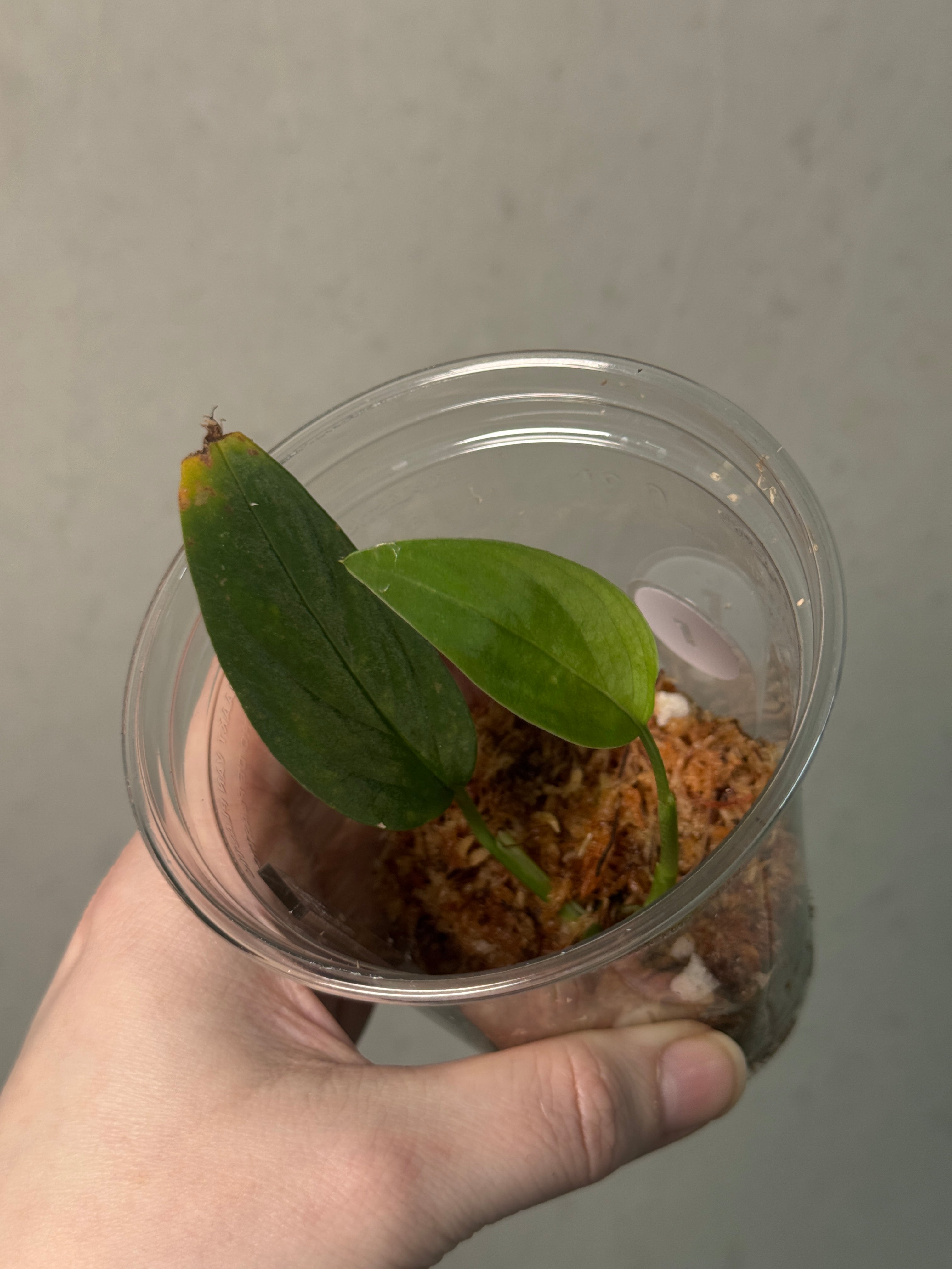 Monstera sp. 'Black Velvet' - Cutting - SMUKHI