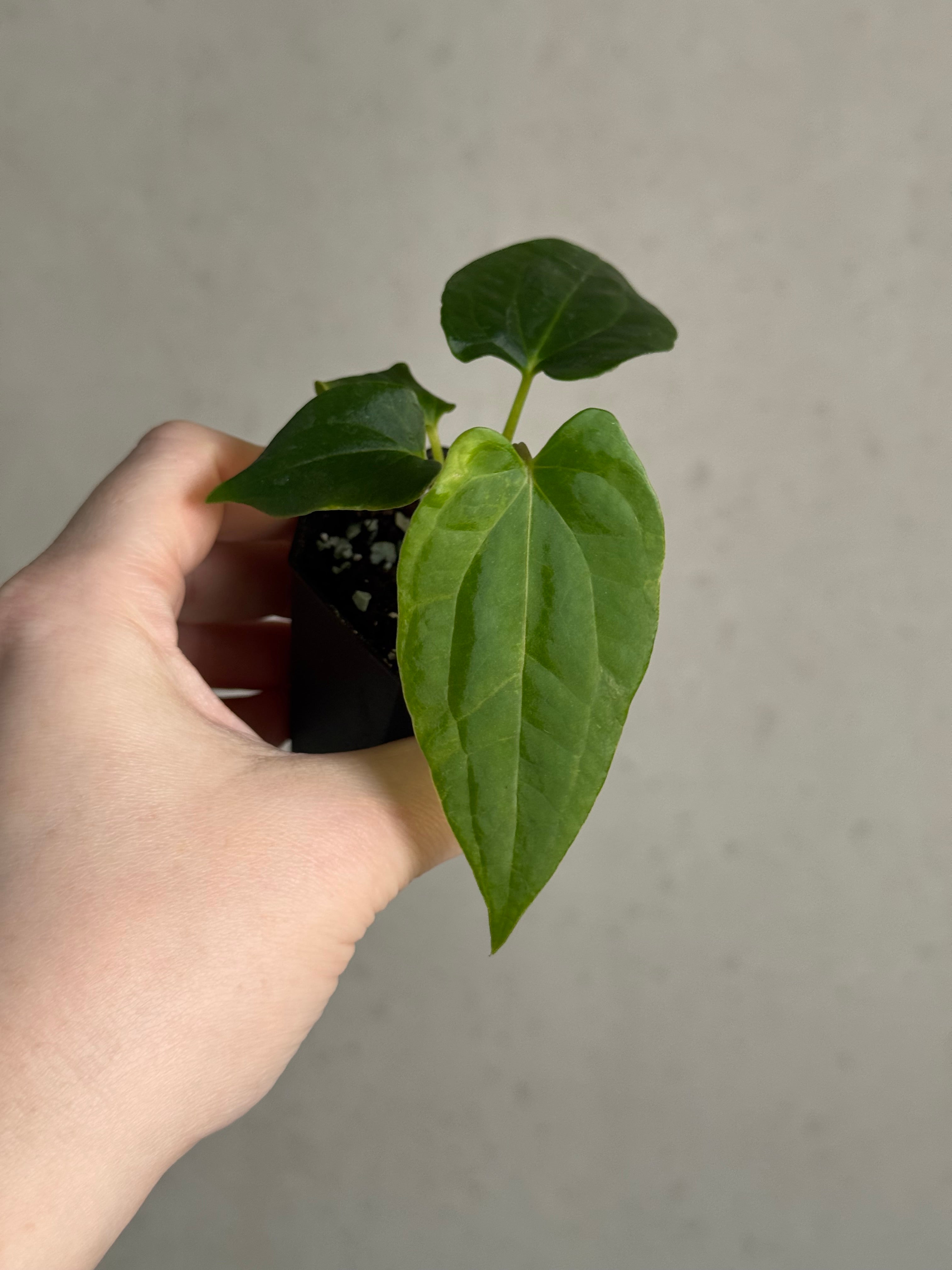 Anthurium Ralph Lynam x self - SMUKHI