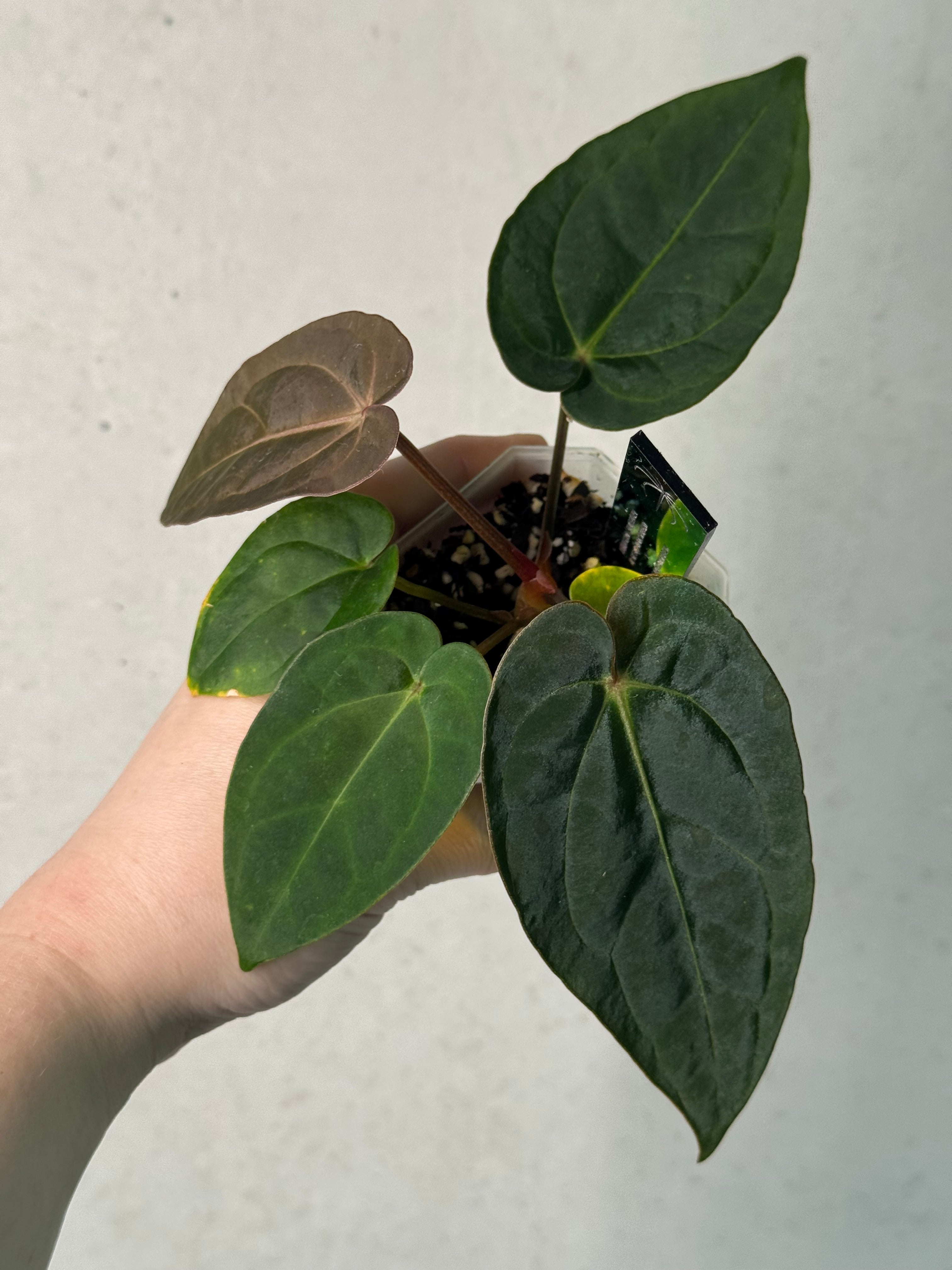 Anthurium Dressleri RG F2 ‘Dark Clone’ x Carlablackiae GPH-001