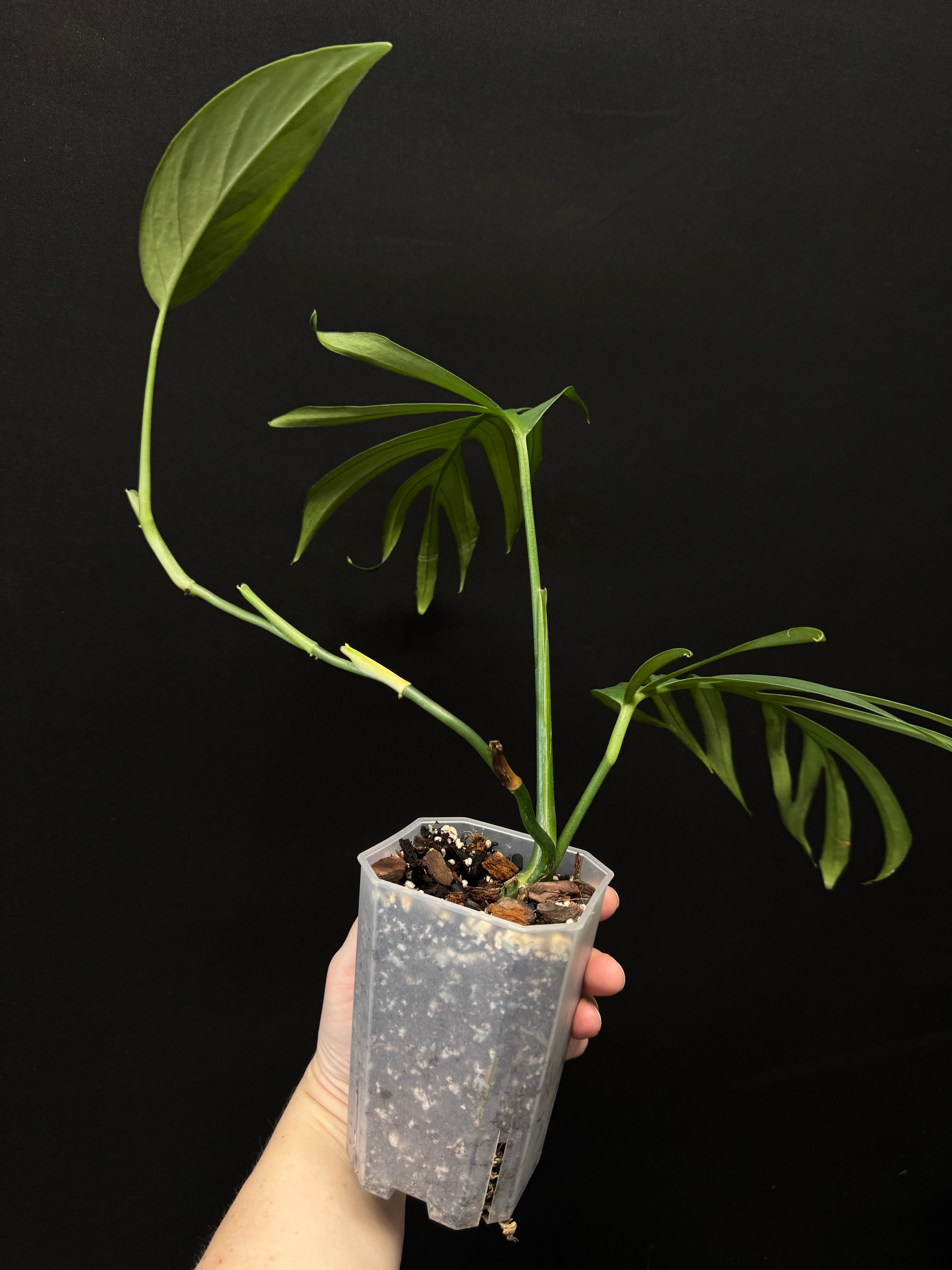 Monstera Croatii