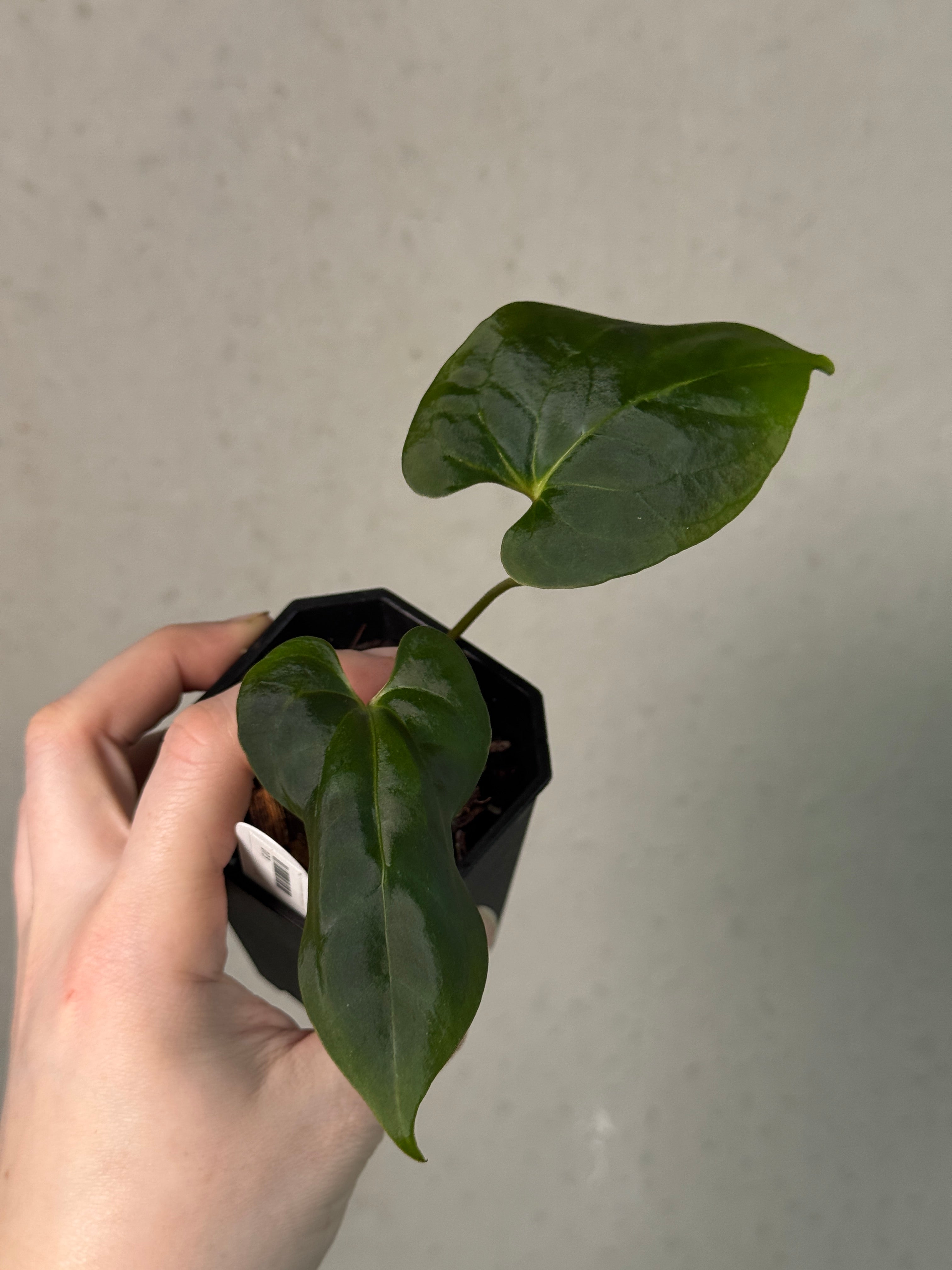 Anthurium Blue Papillilaminum x Fort Sherman - Clone
