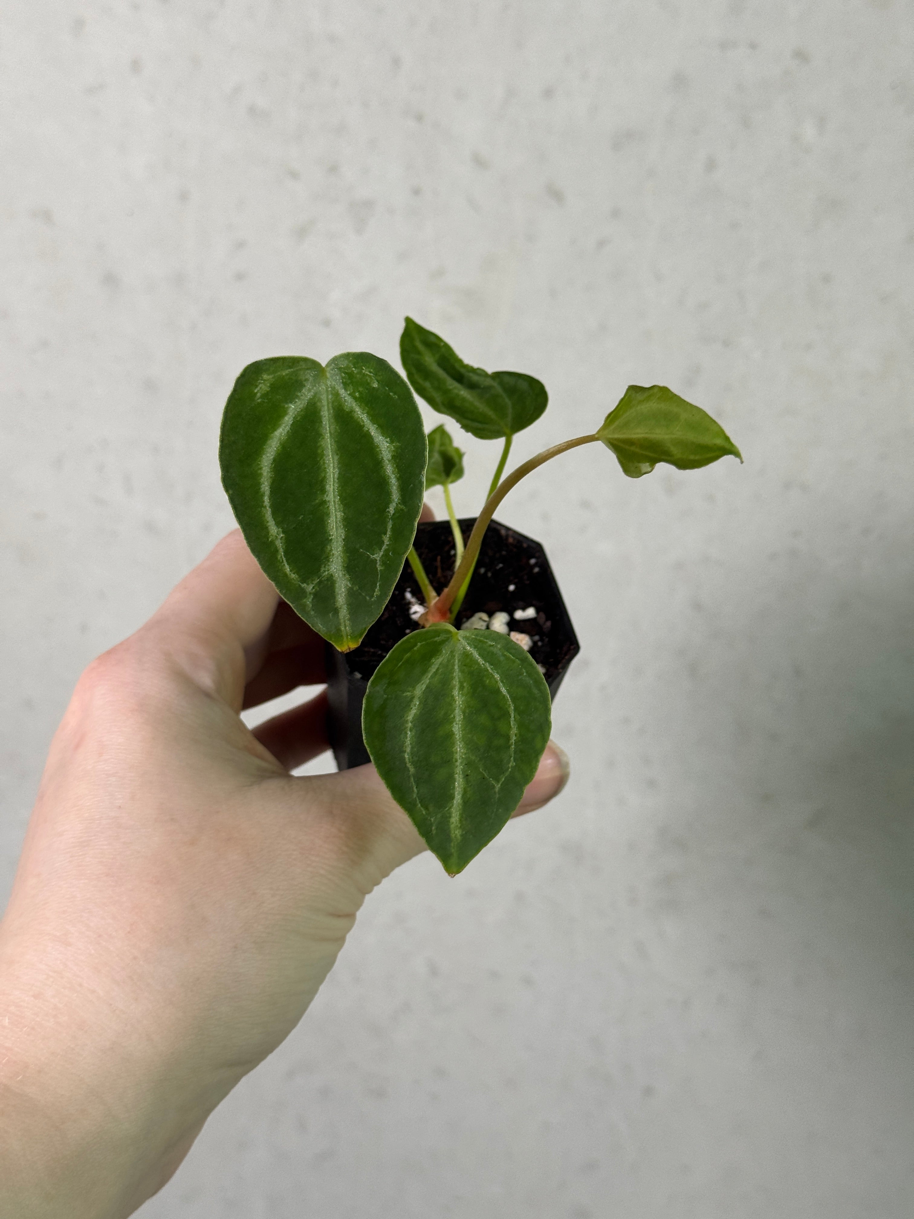 Anthurium FTG Crystallinum S1 x self plant by Granthuriums, showcasing lush green leaves and vibrant foliage.