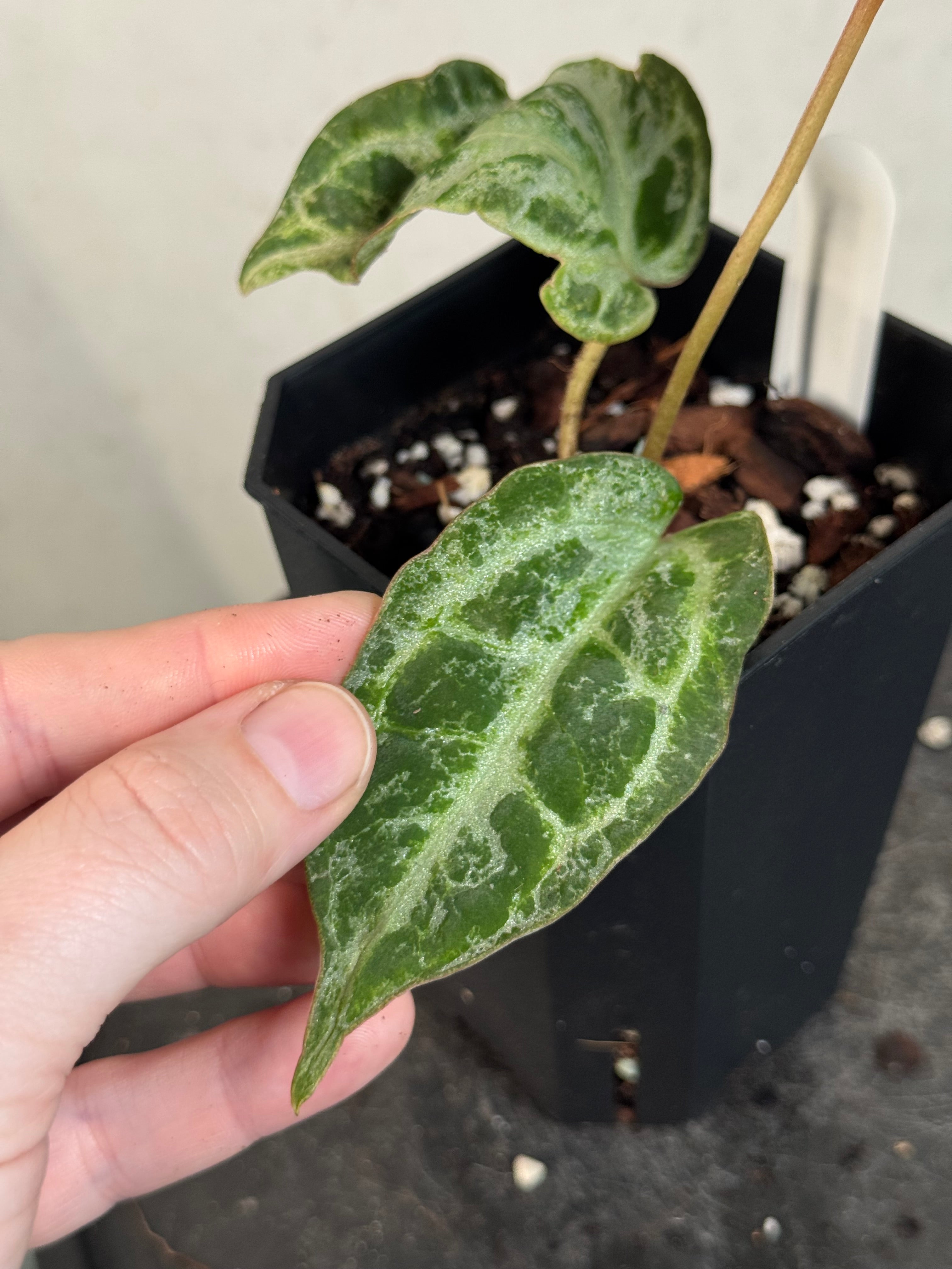Anthurium ‘Silver Blush’ Mint / Blister Variegata