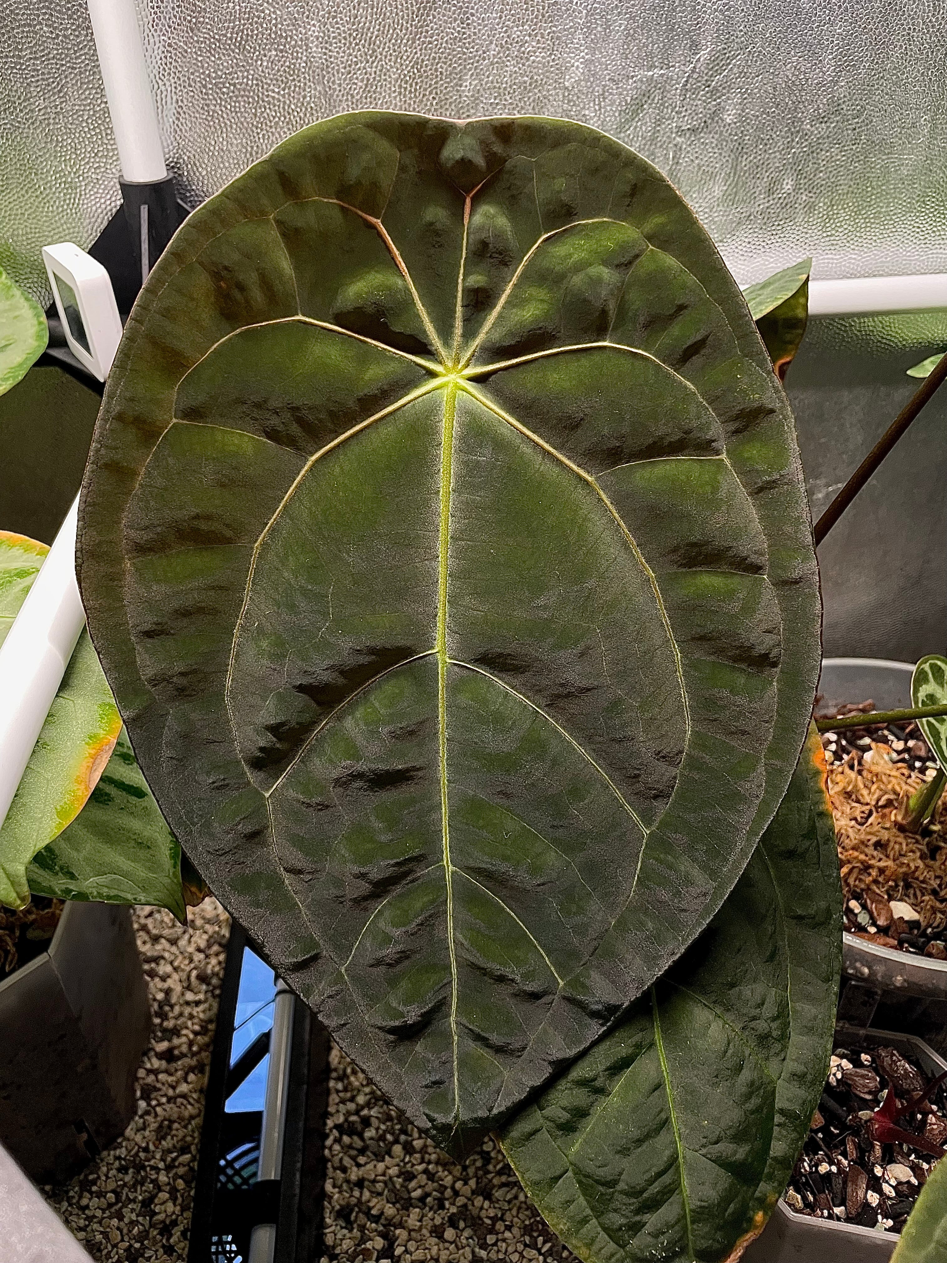 Anthurium (Blue Pap. x Forgetii) x self