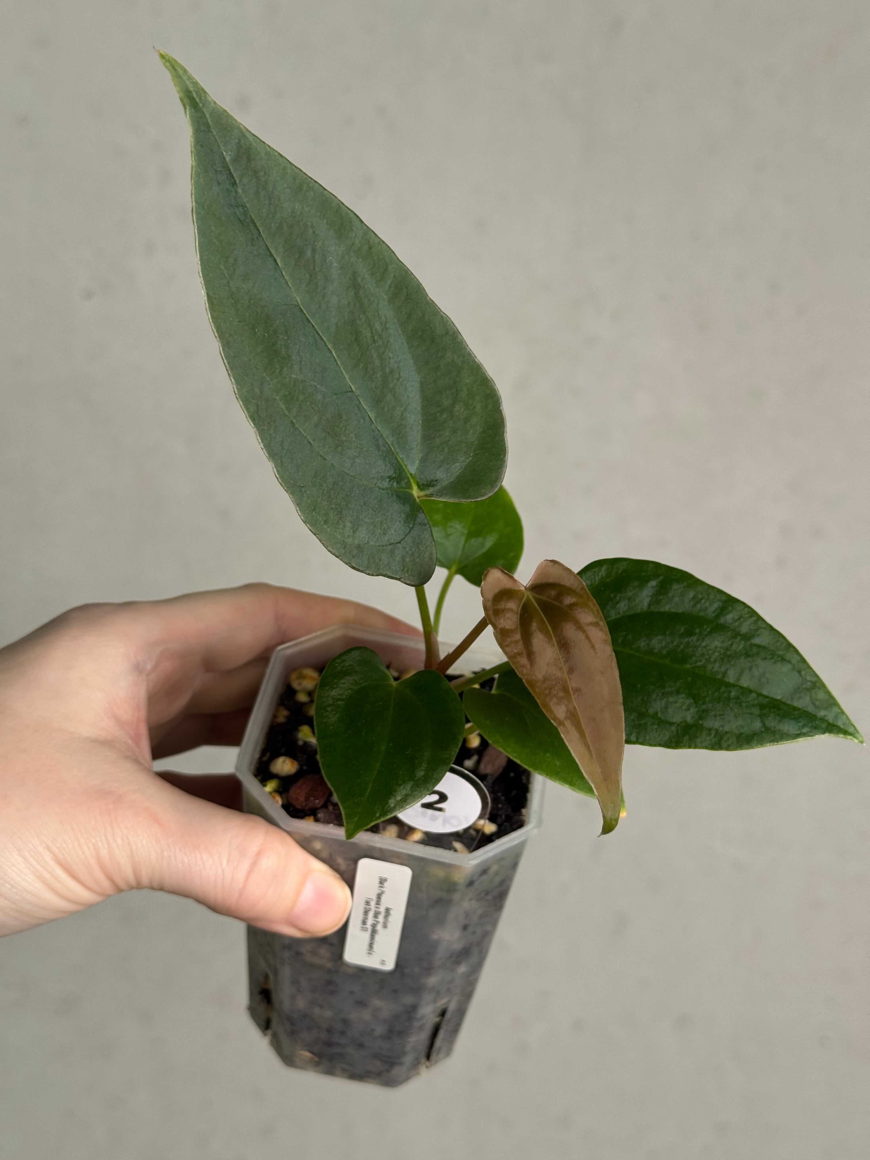 Anthurium (Dark Phoenix x Blue Papillilaminum) x Fort Sherman S1 - SMUKHI