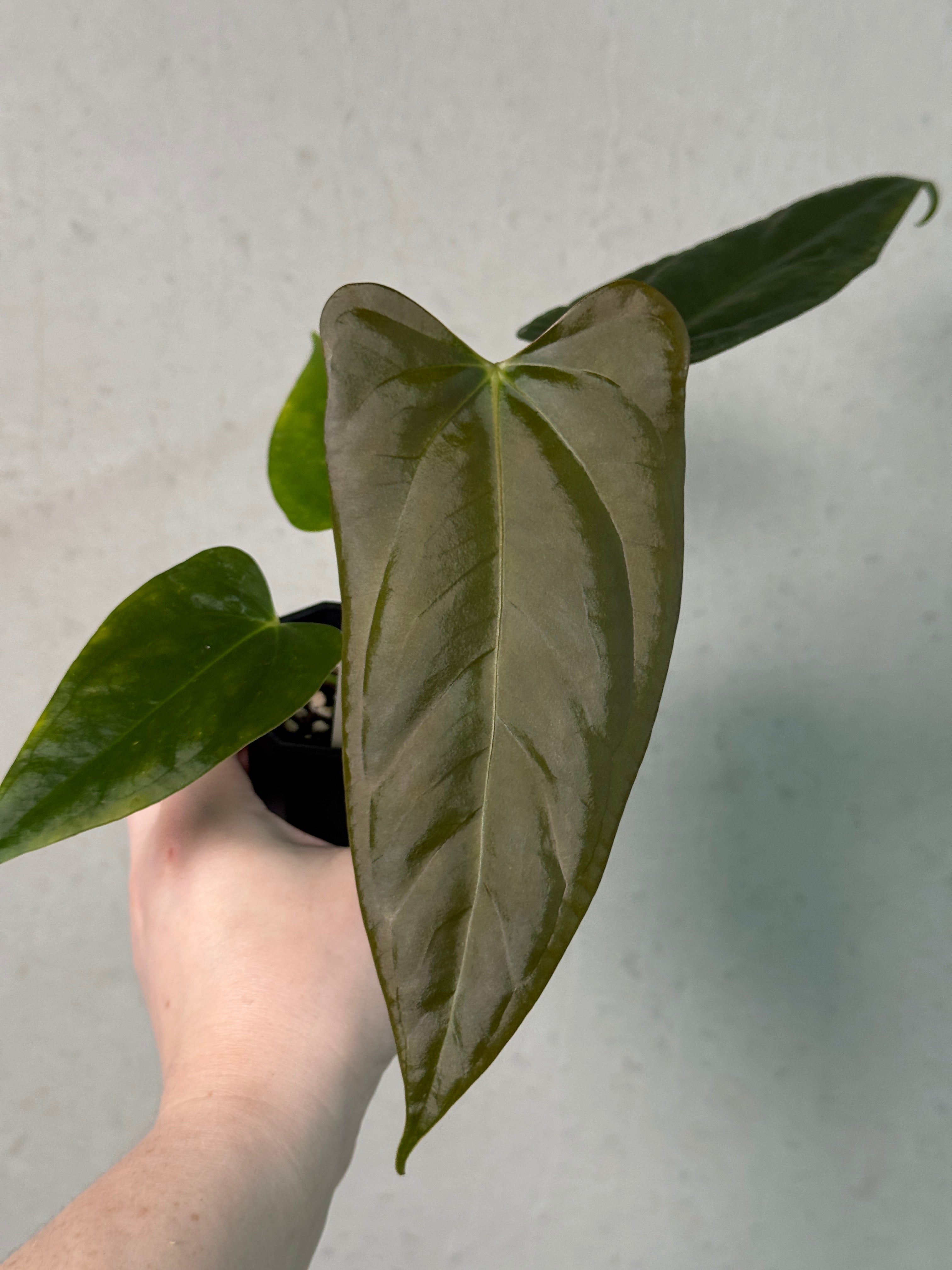 Anthurium Indo Portillae x self