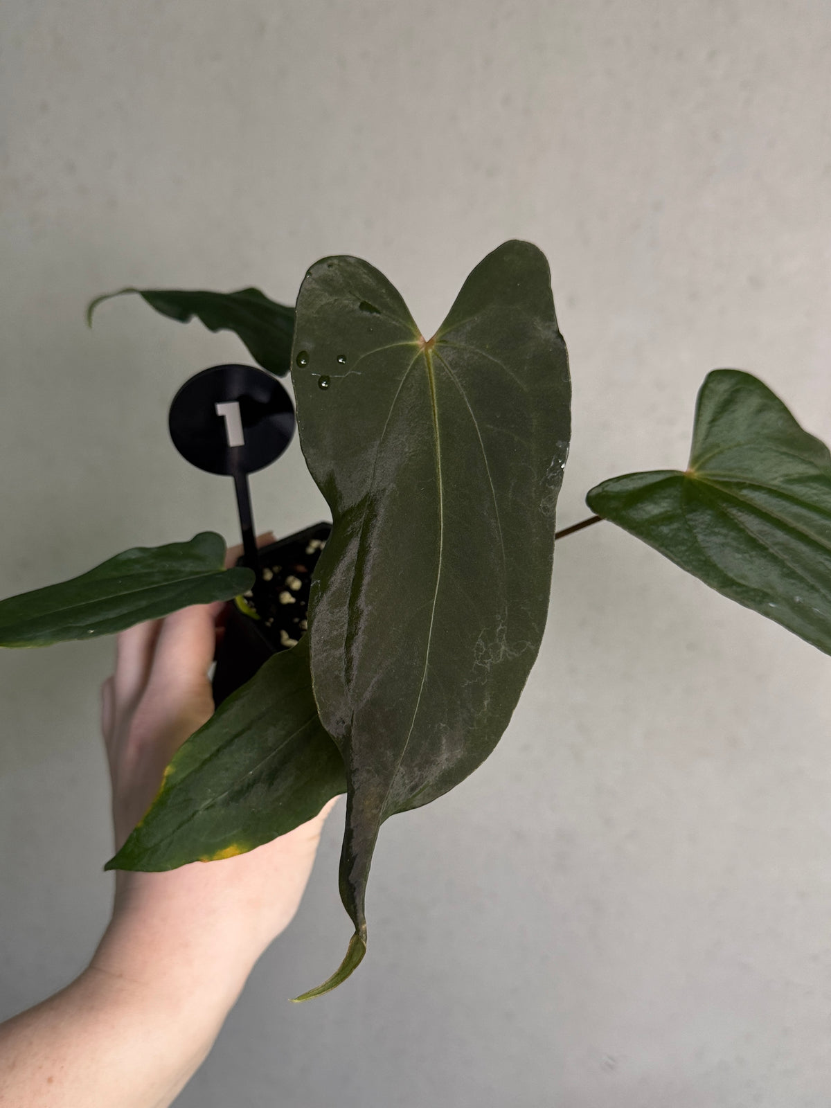 Anthurium sp. Nov DF x FSxRL 'Grim Reaper' plant with dark green, glossy leaves and distinctive leaf shapes, from Crystallinaminum.
