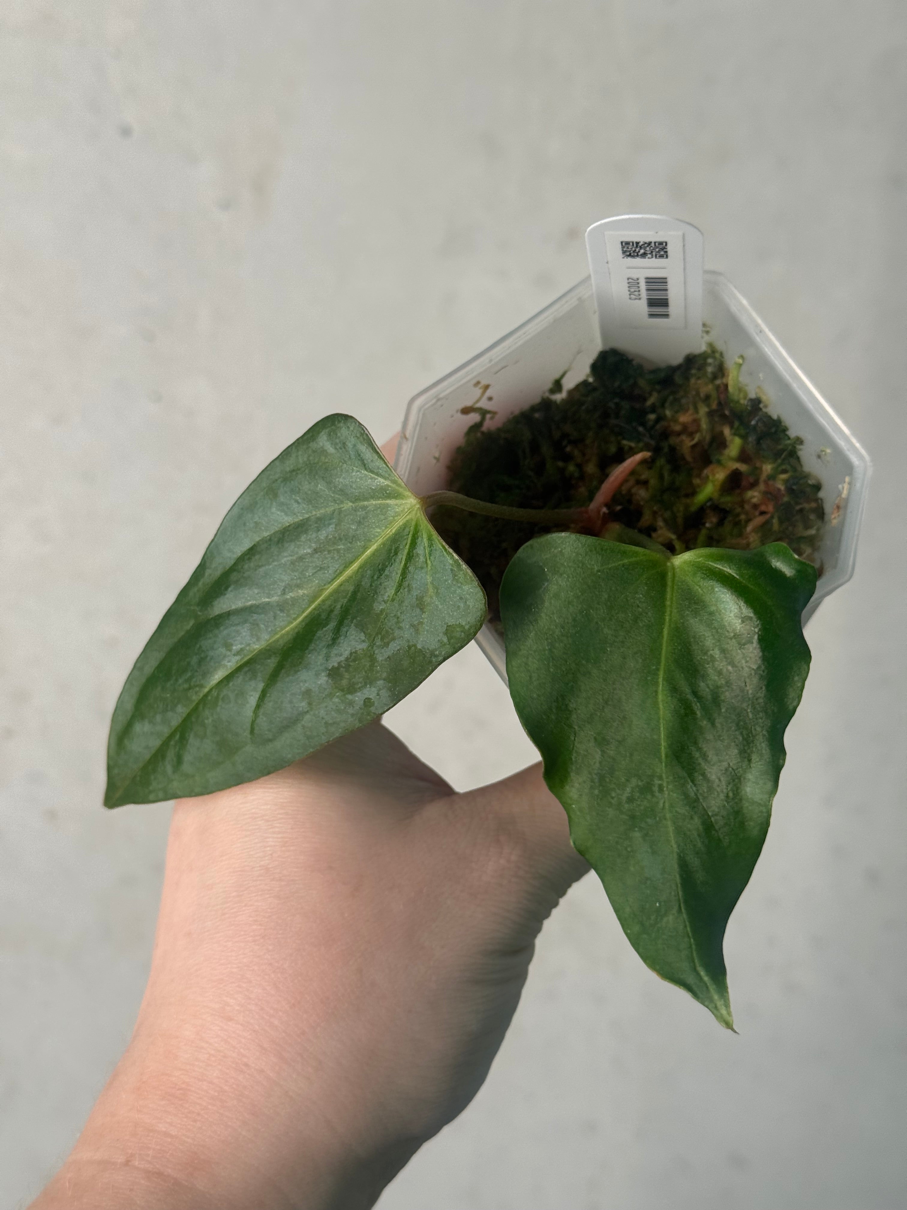 Anthurium Indo Portillae XDF x Indo Portillae - Clone