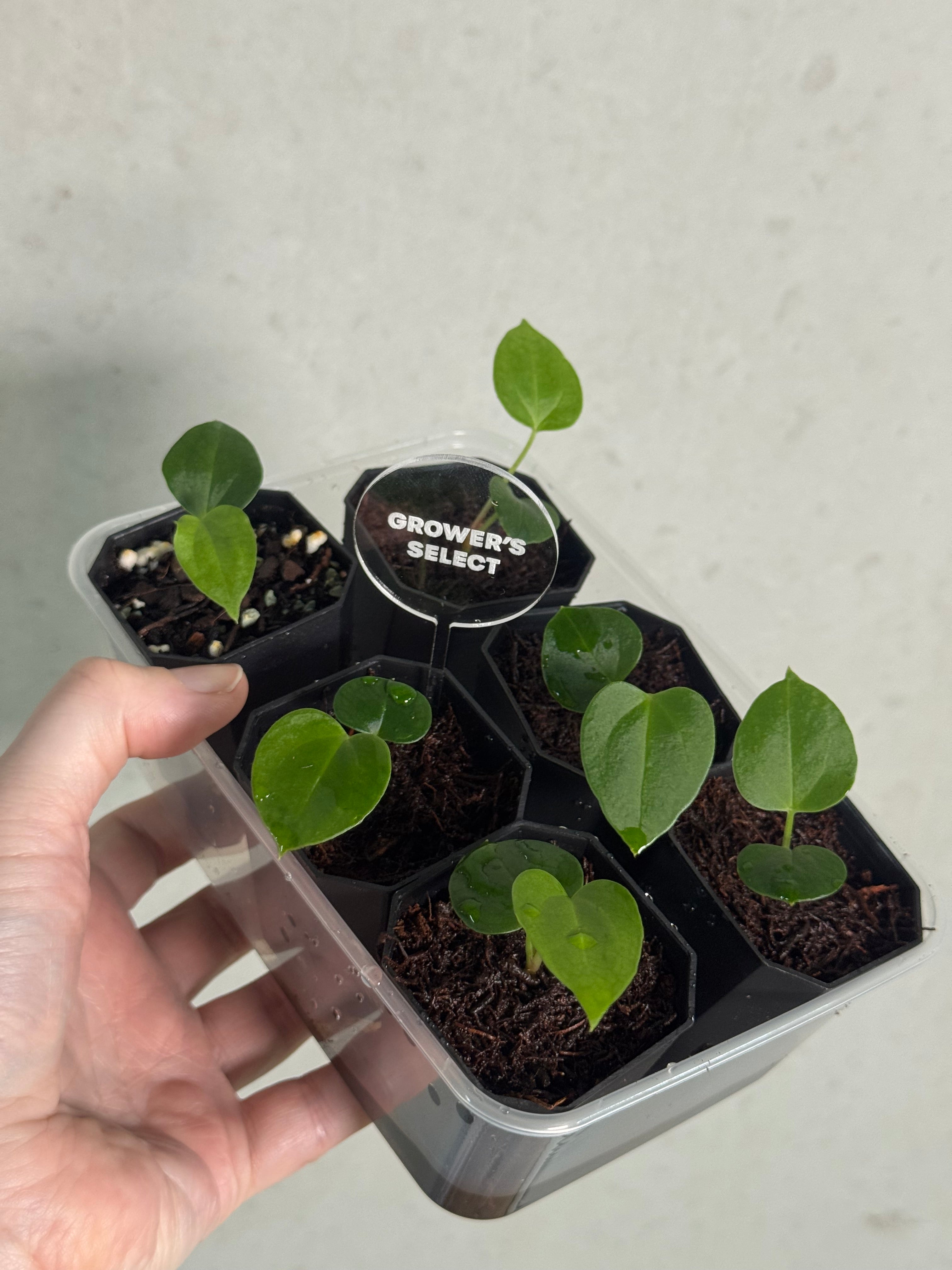 Anthurium (Fort Sherman x self) x (NSE Carlablackiae x) - SMUKHI