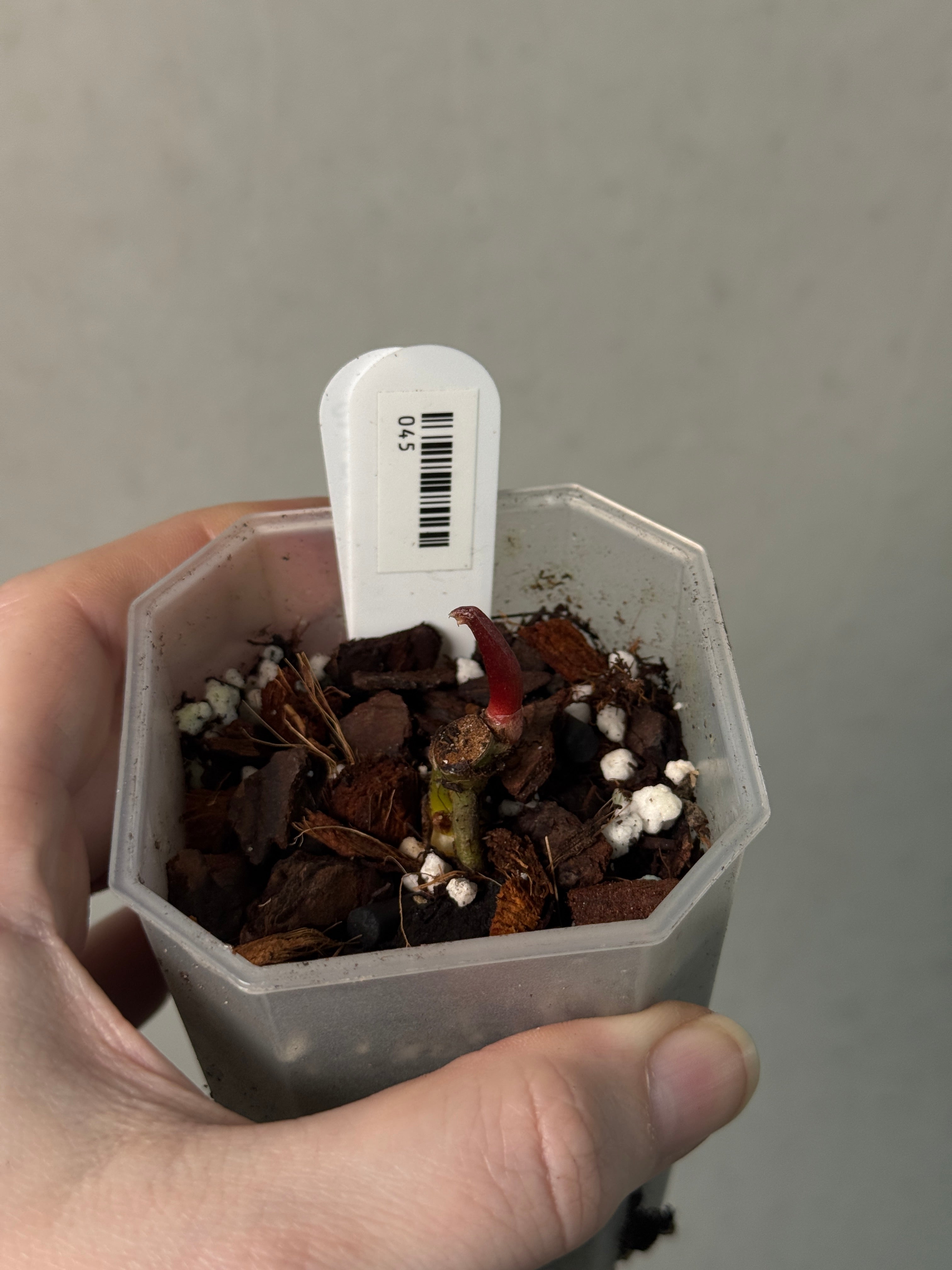 Anthurium RLxFS x Ralph Lynam S1 - Clone - SMUKHI