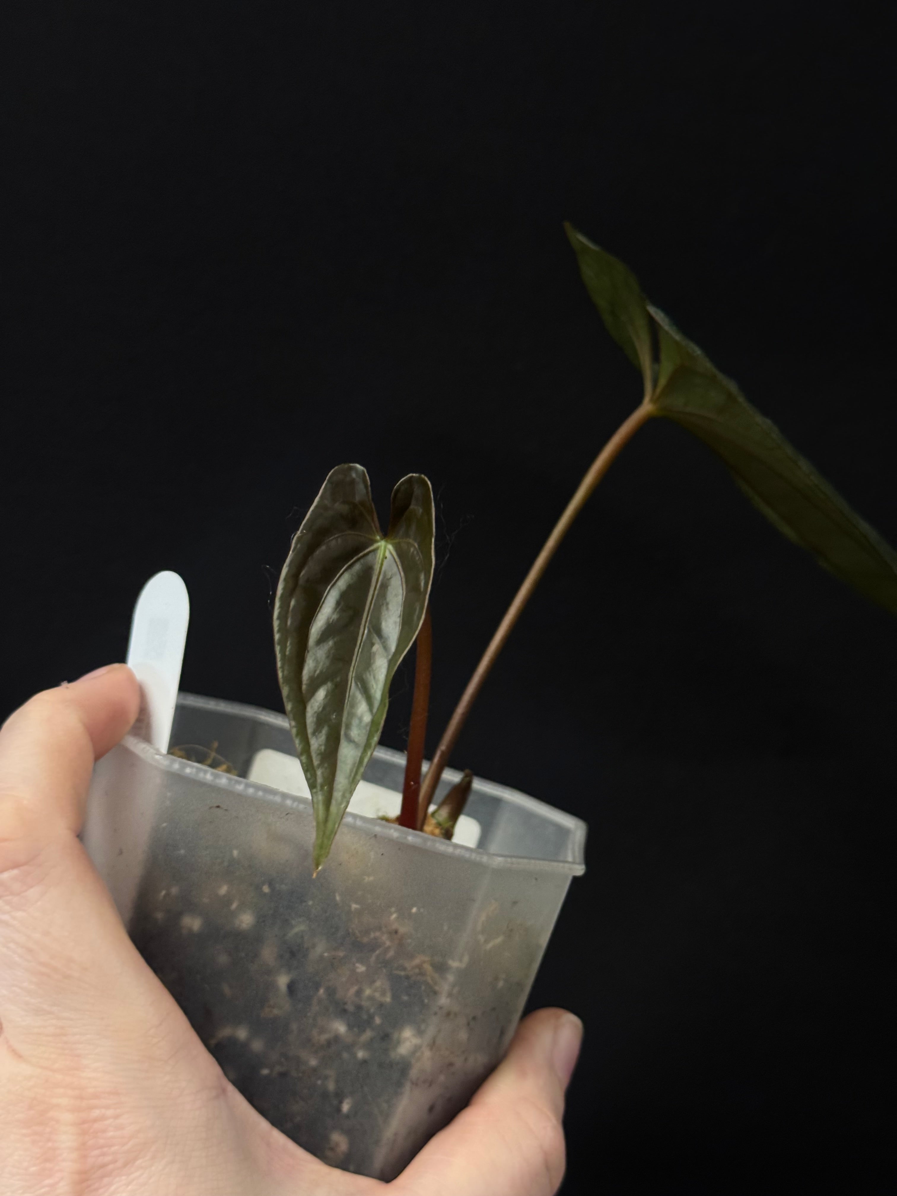 Anthurium Dark Phoenix - Clone