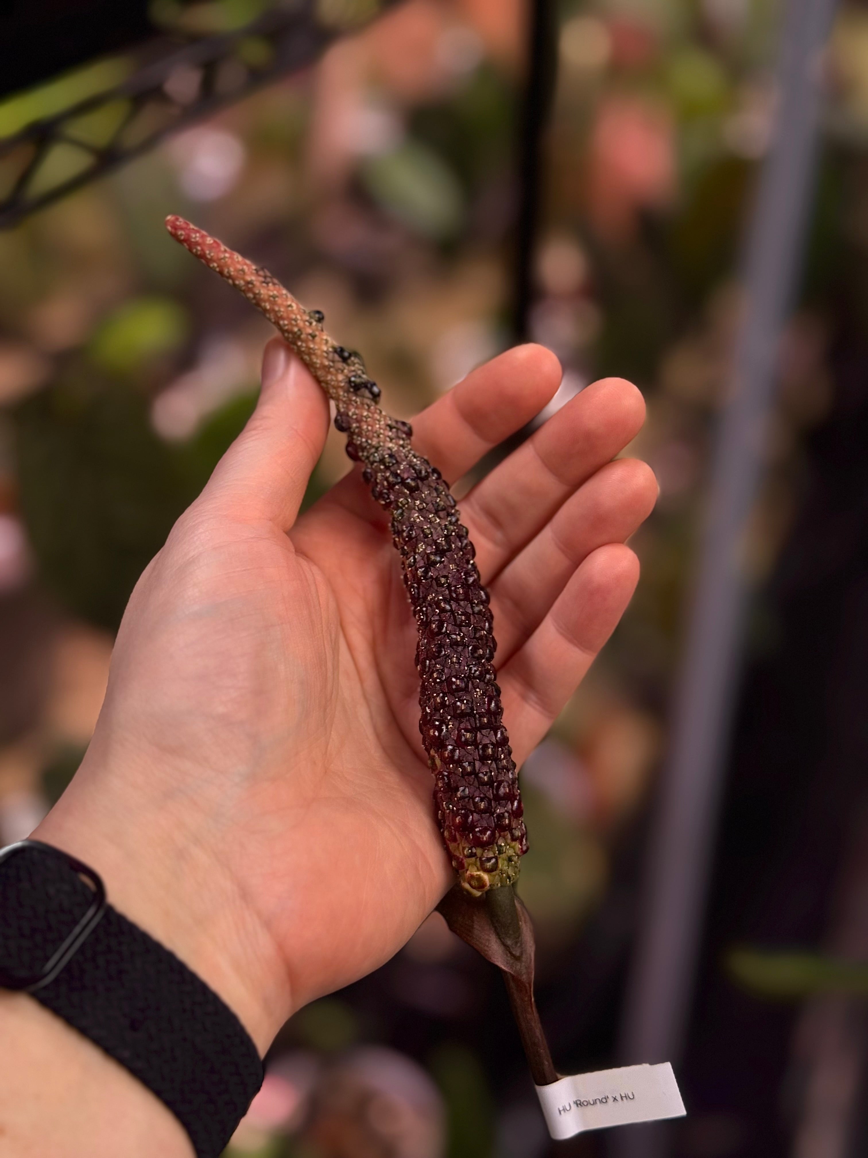 Anthurium HU ‘Round 1’ x ‘2’