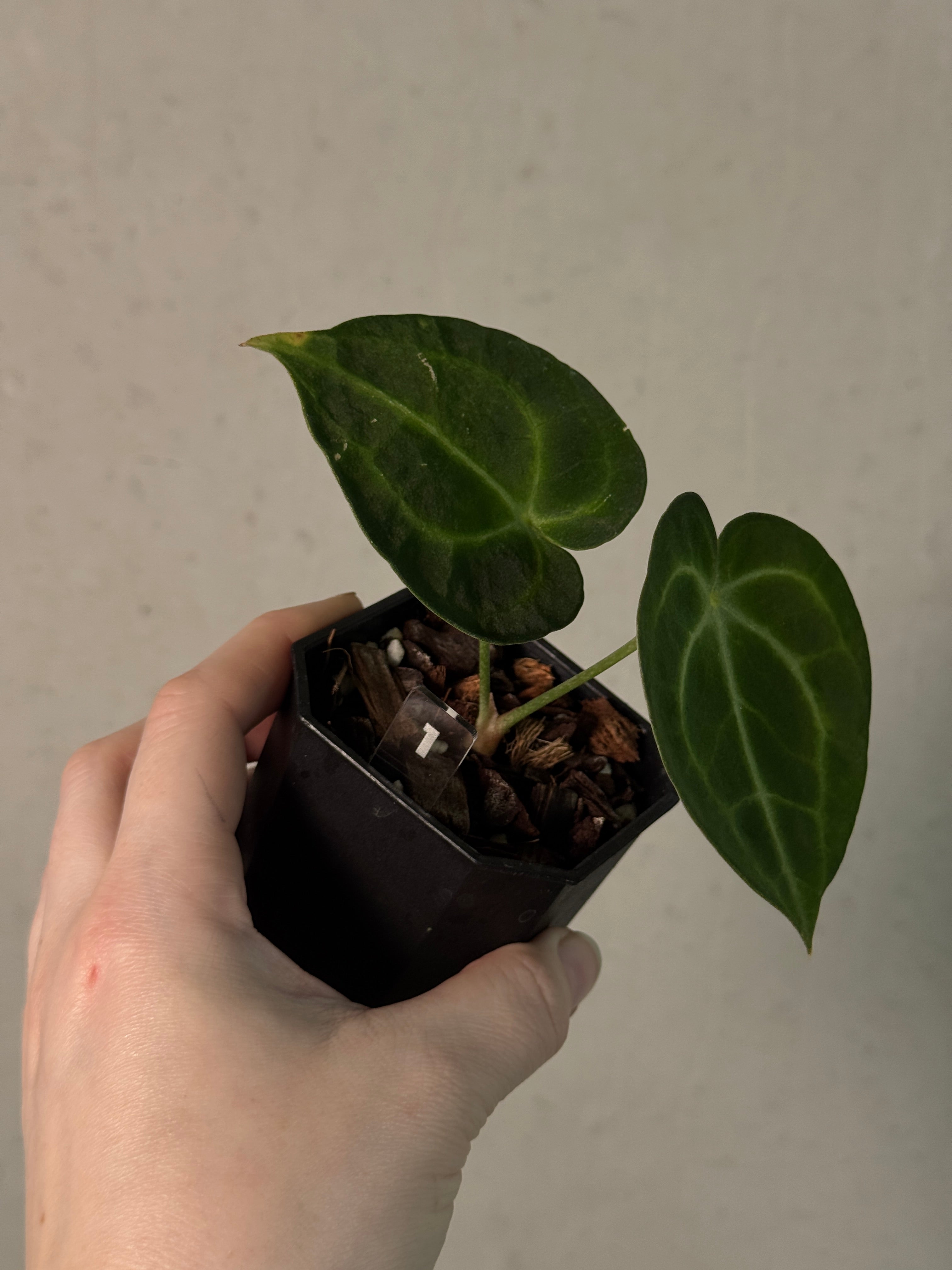 Anthurium King Clarinervium ‘Sulanjana’