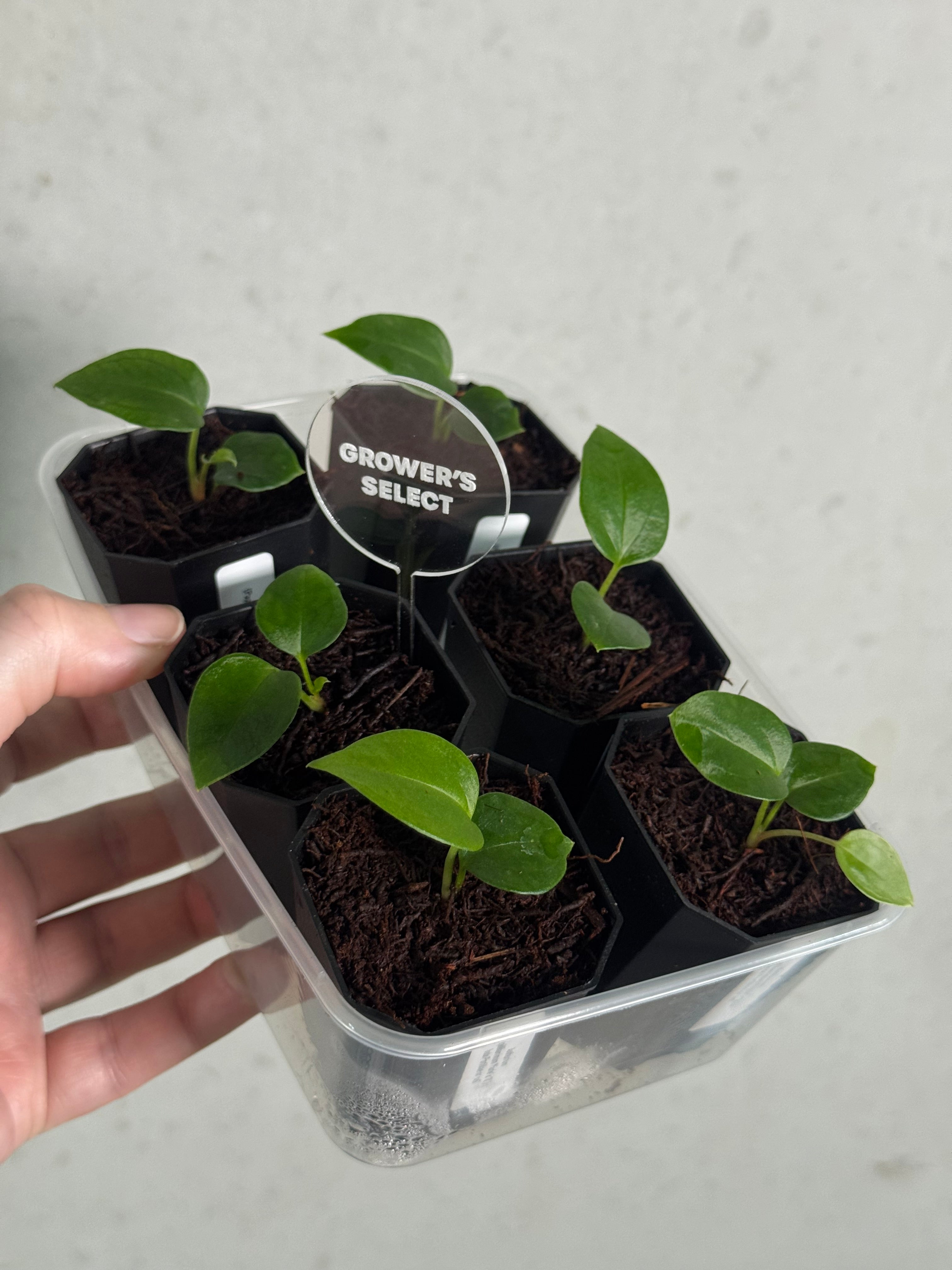 Anthurium (Papillilaminum 'Marie' x 'IL') x Indo Portillae or self - SMUKHI