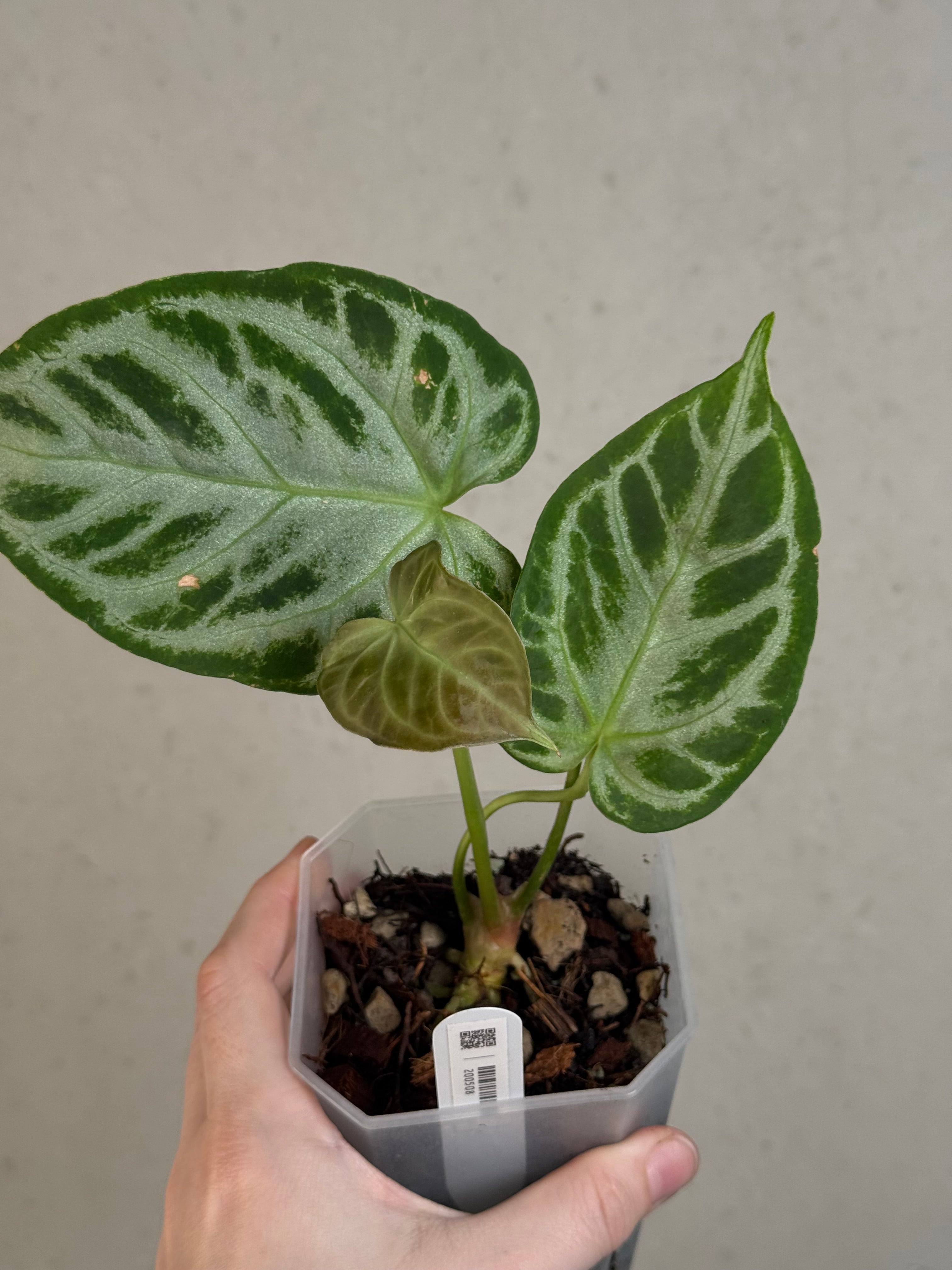 Anthurium 'Silver Blush'