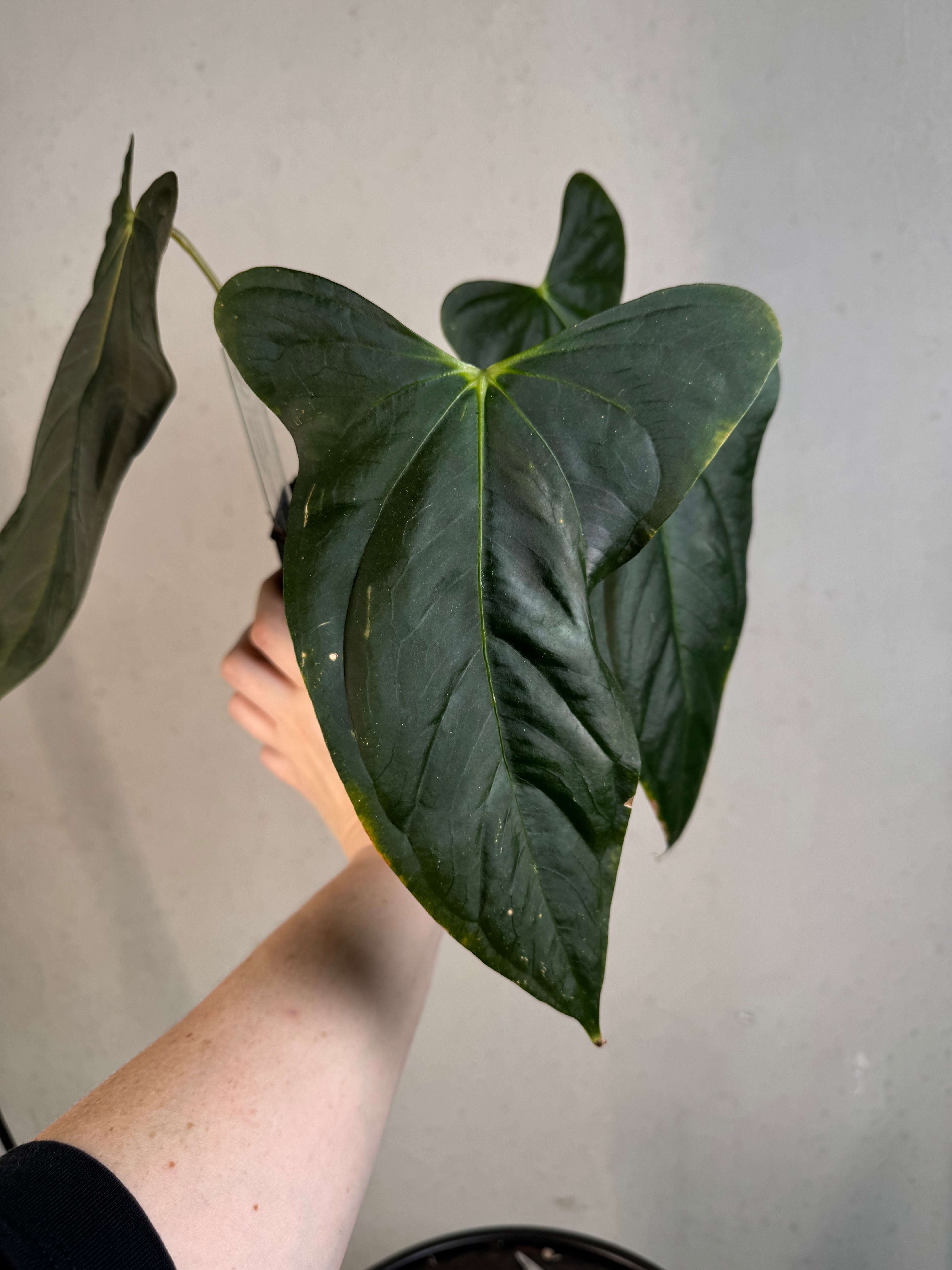 Anthurium (Subsignatum x Papillilaminum 'Marie') x FSxRL ‘Grim Reaper’