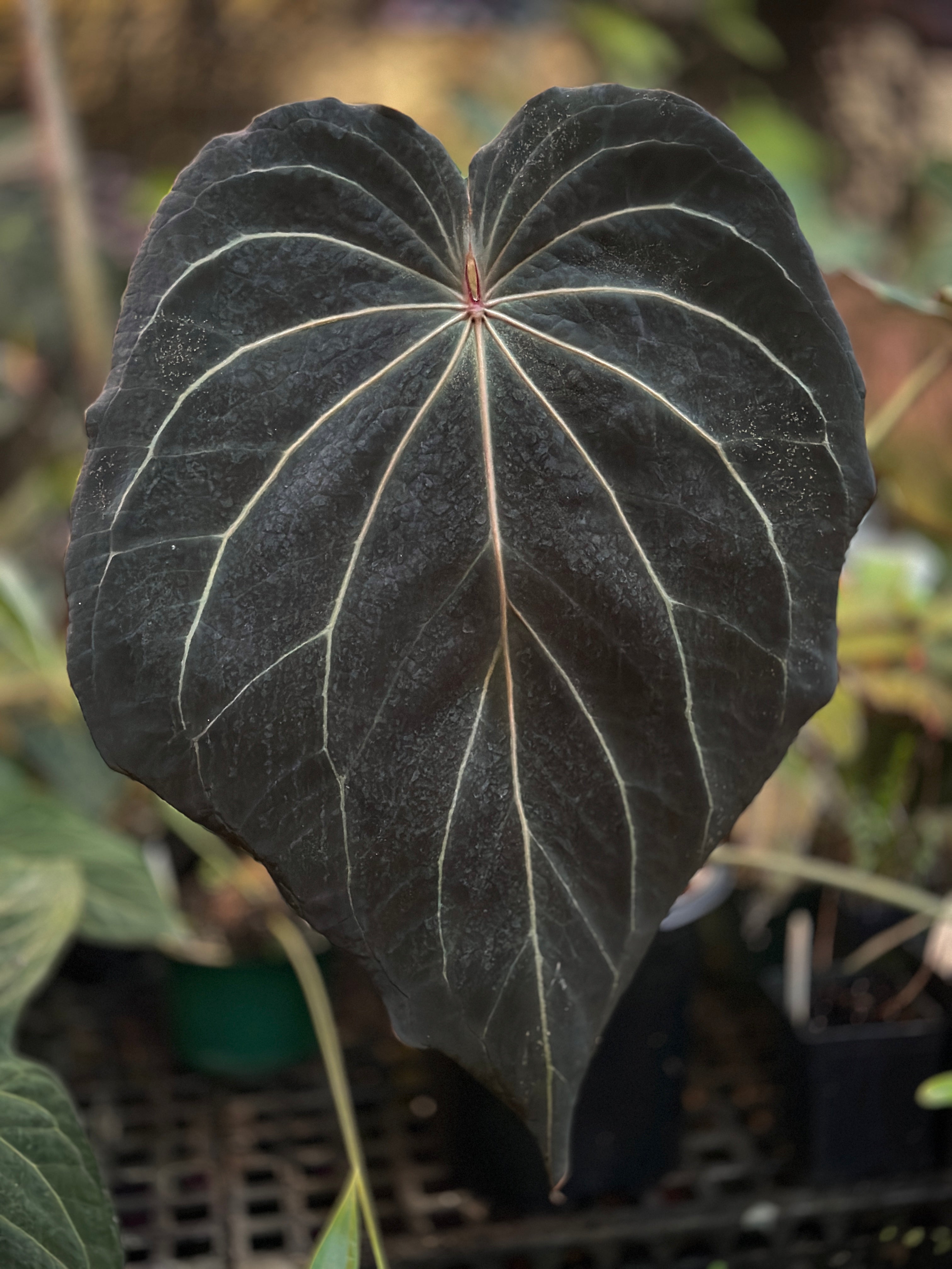 Anthurium Stripey X2 x Besseae aff 'Spider' - SMUKHI