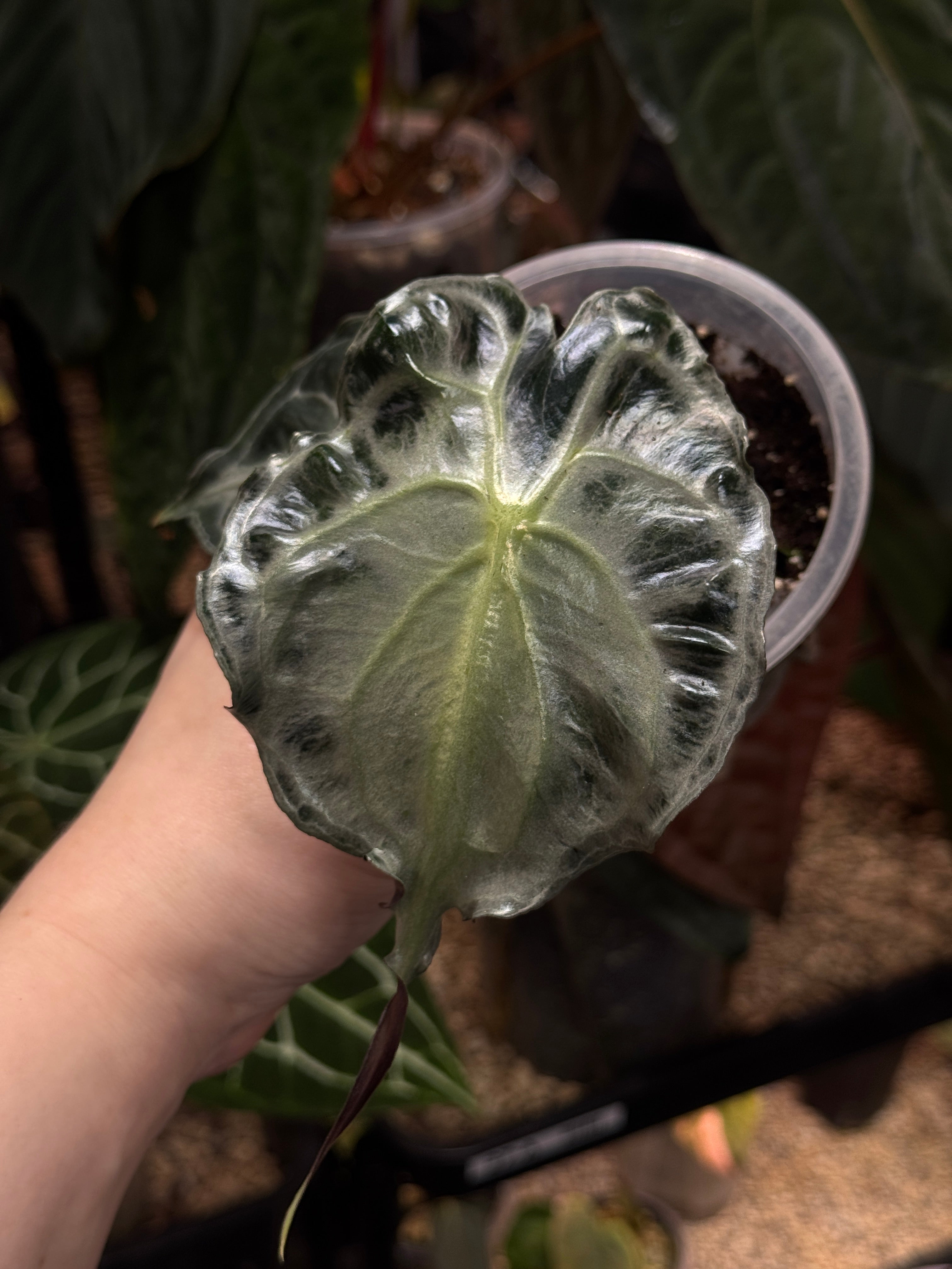 Alocasia Venom