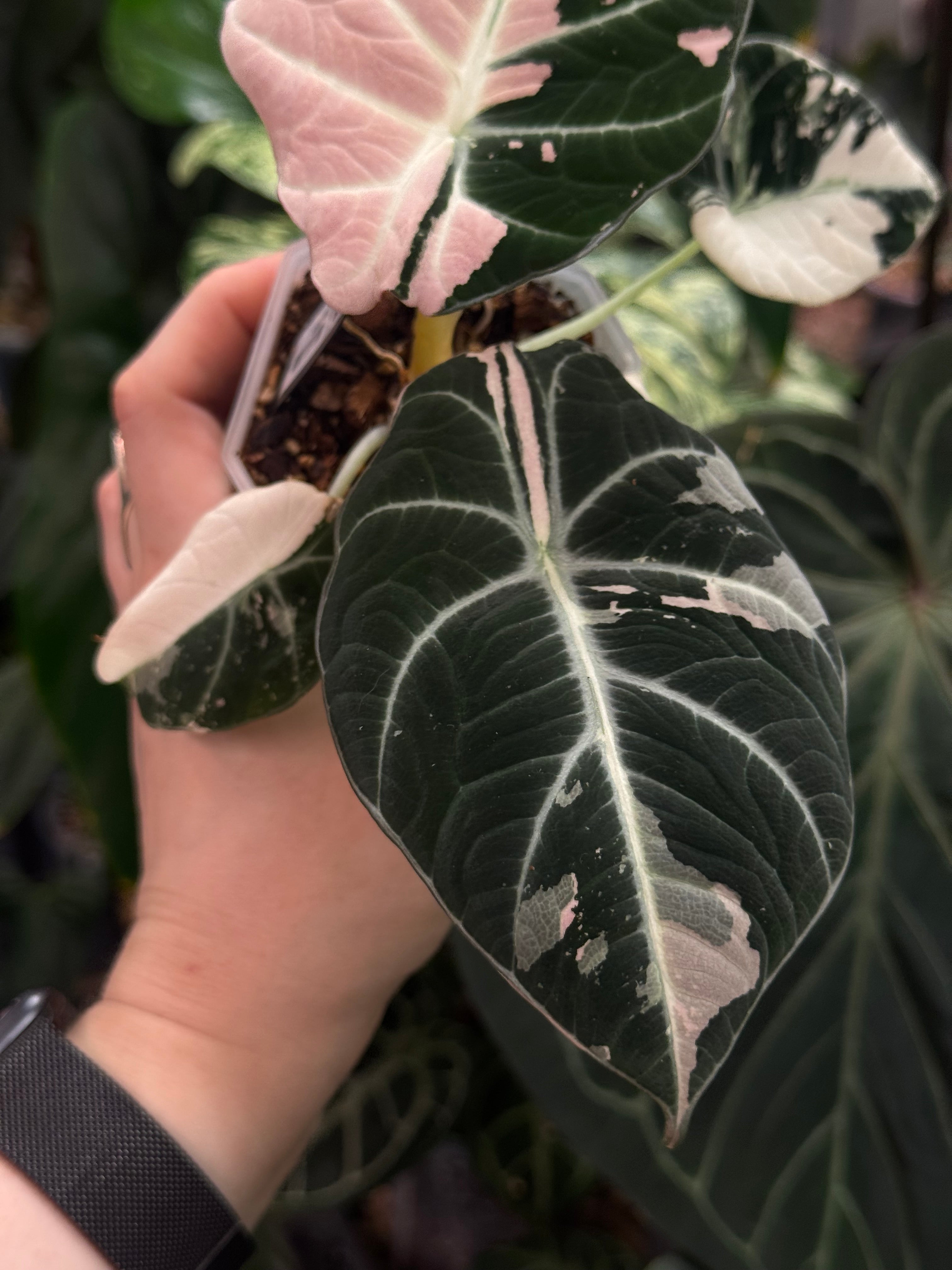 Alocasia Black Velvet Pink Variegata