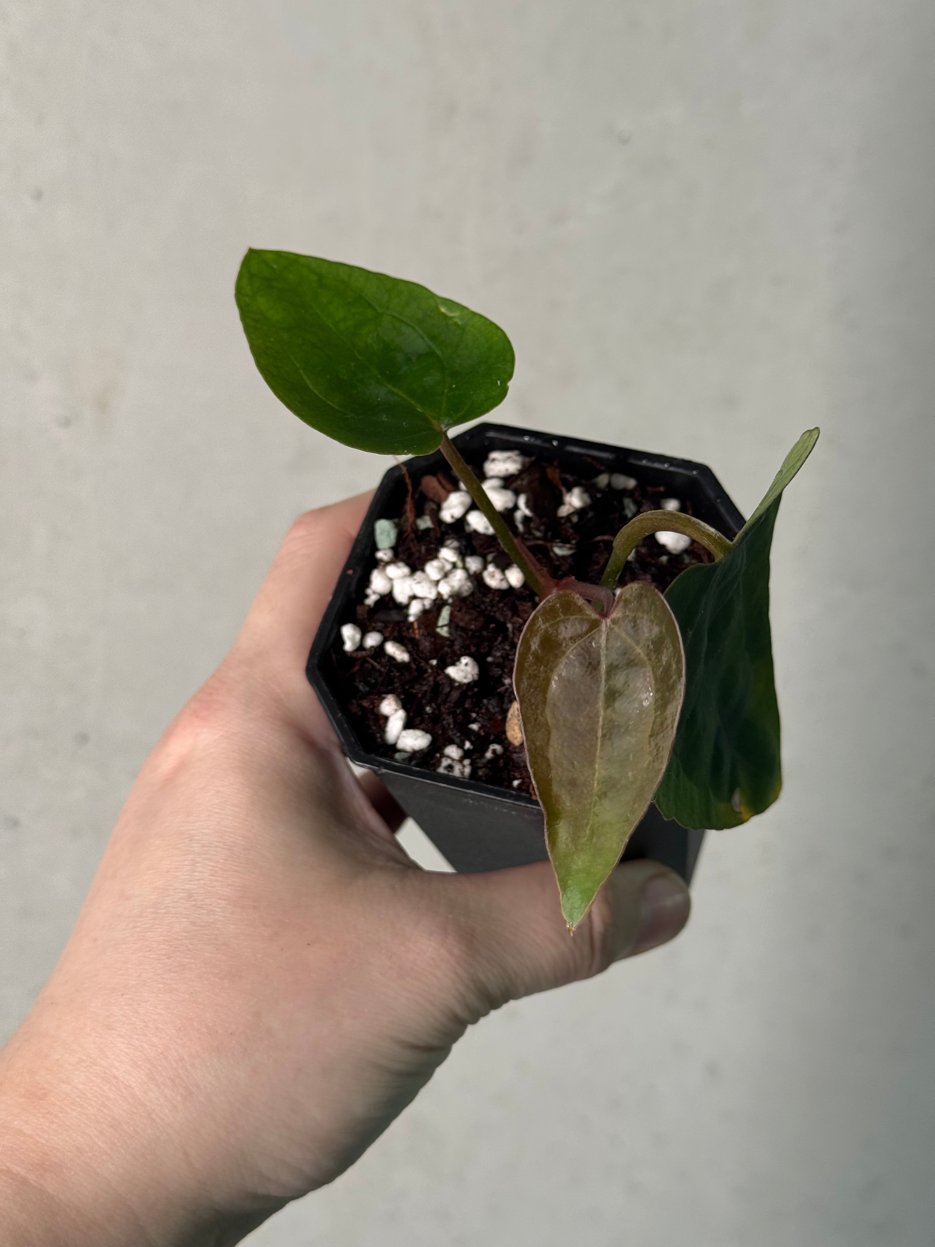 Anthurium Ace Of Spades Dark Form F1 (SKG)