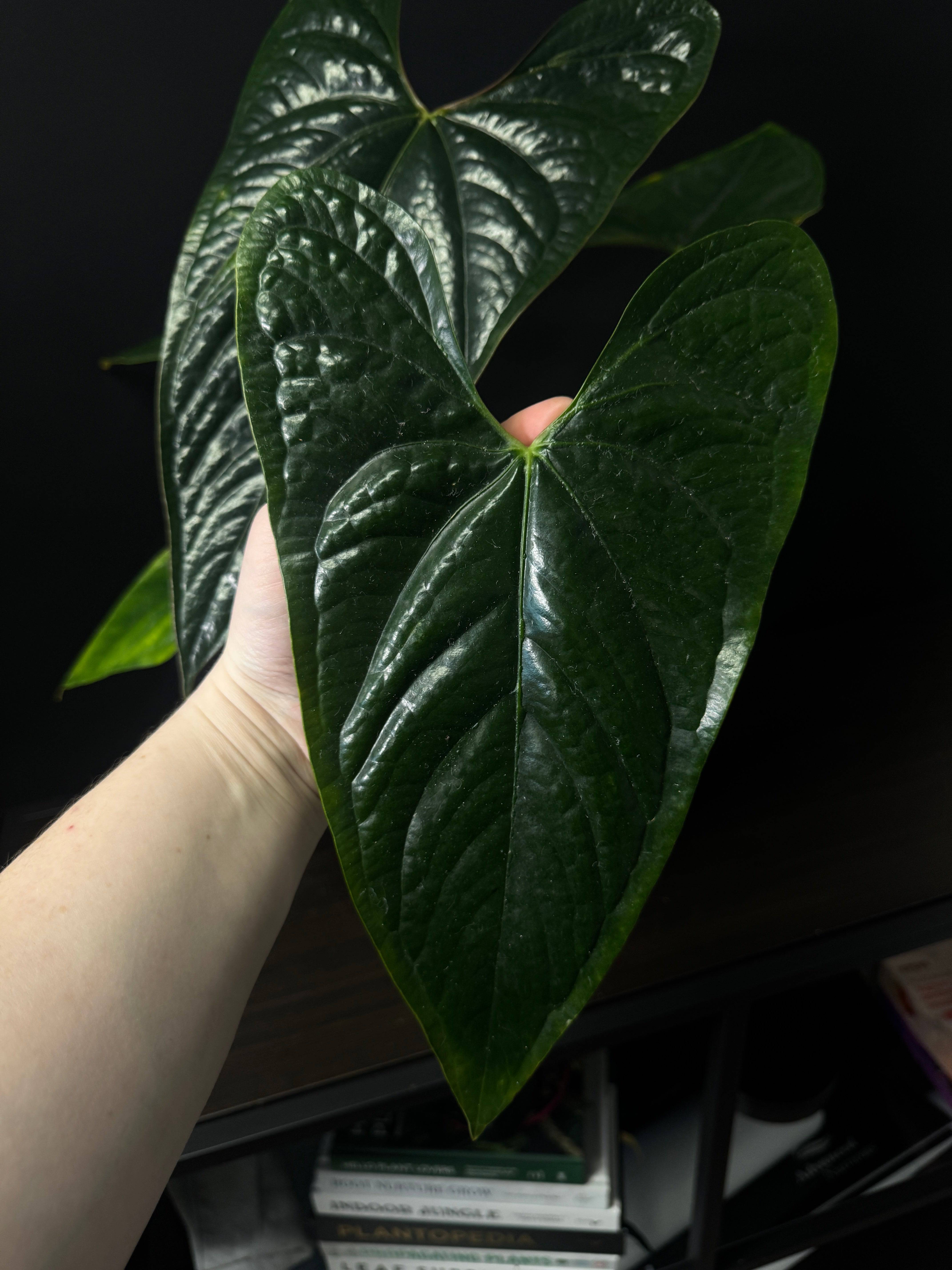 NFS: Anthurium sp. Napo x Luxurians - SMUKHI