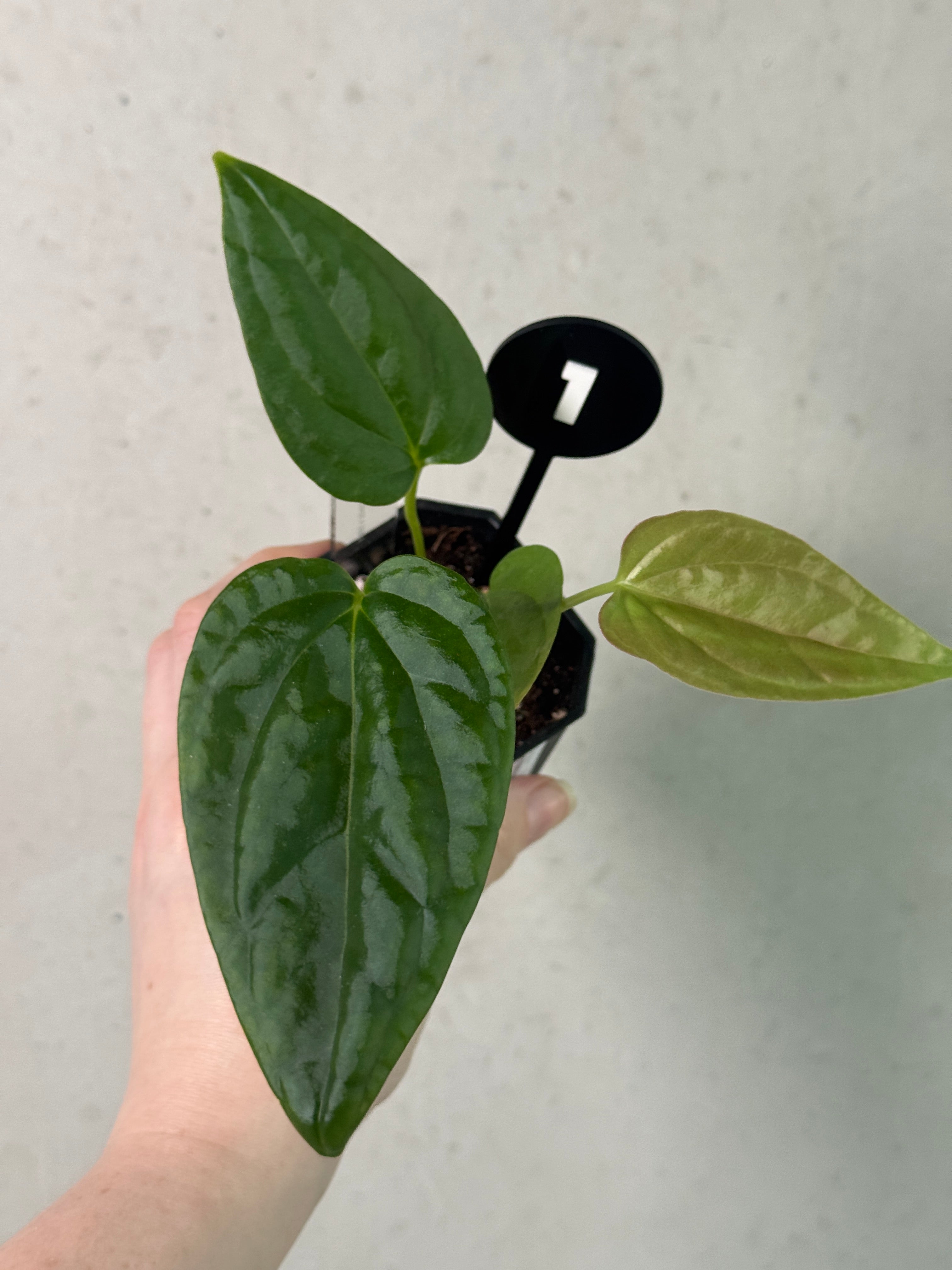 Anthurium Mr. Worldwide x Debile