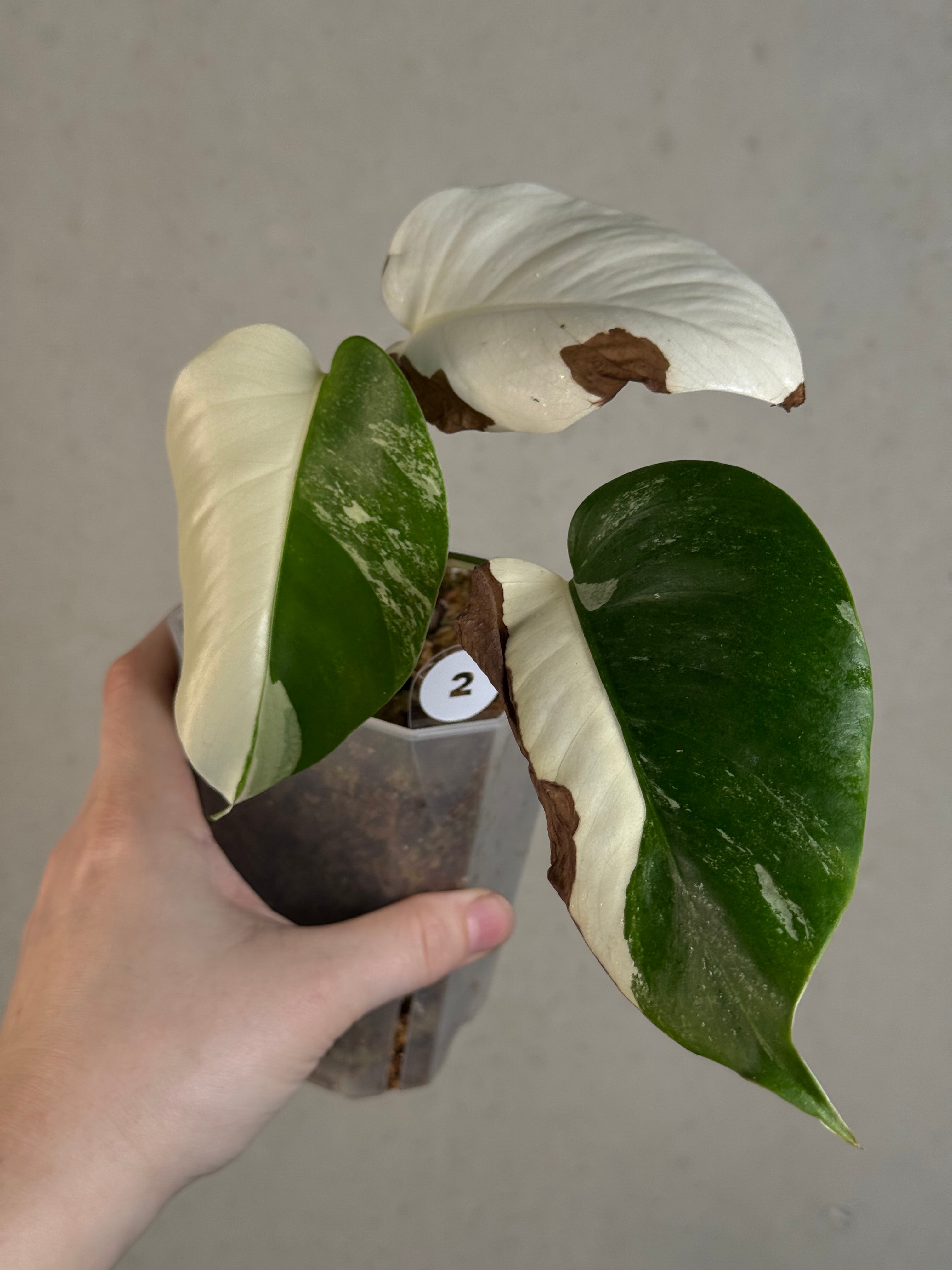 B-Grade/Sad Plants - Various Plants