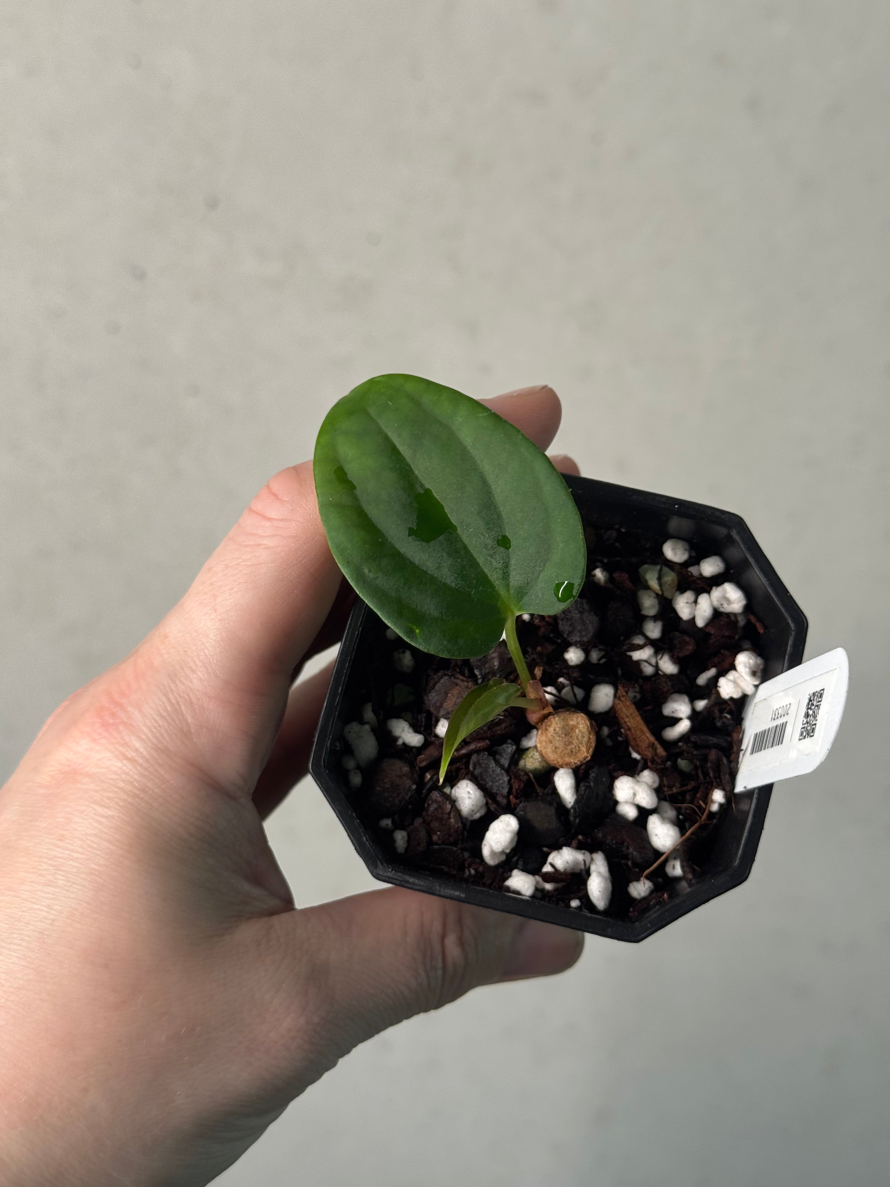 Anthurium sp. Nov DF x BVEP RA1 - Clone - Pre-order