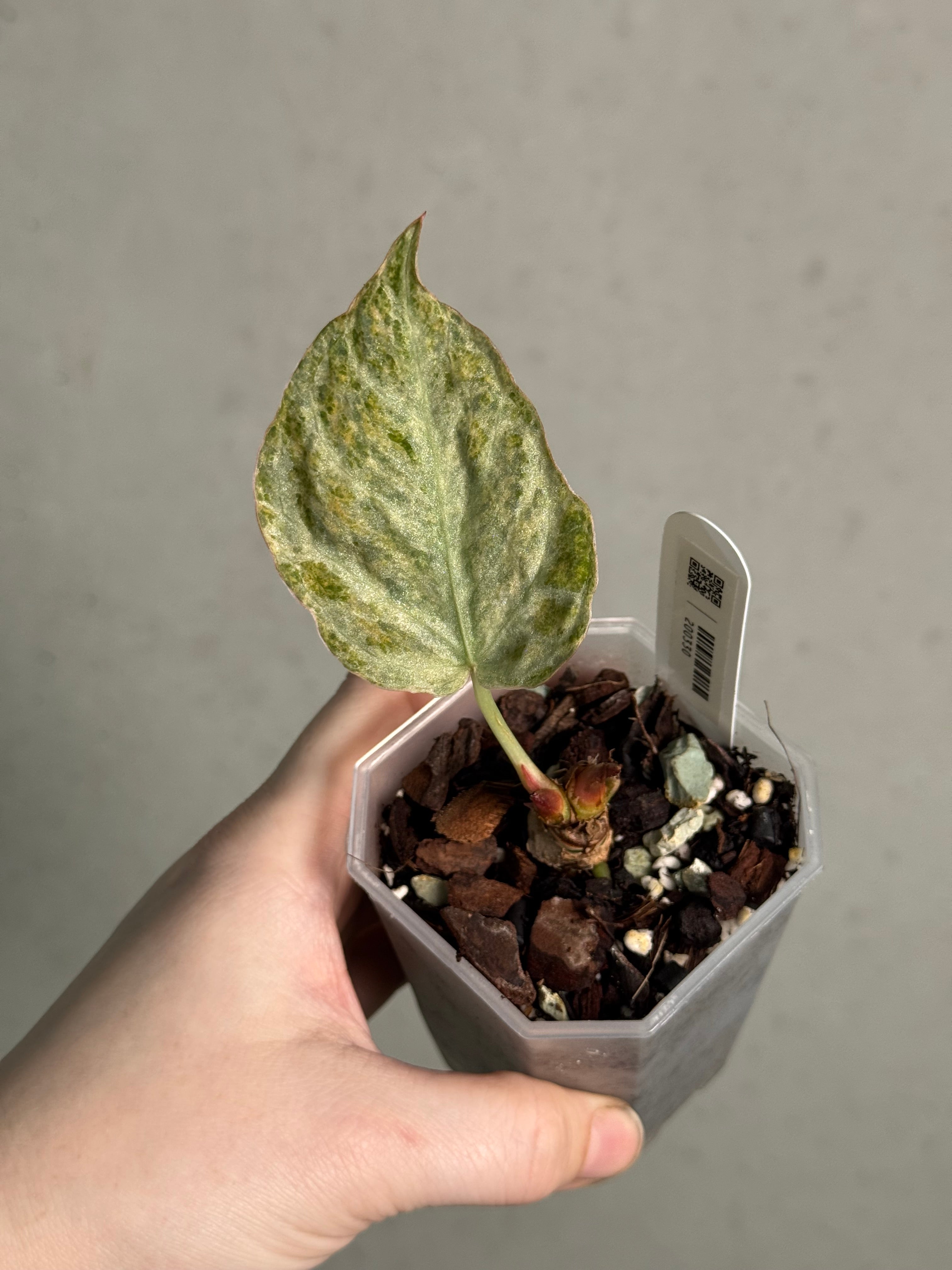 Anthurium ‘Silver Blush’ Mint / Blister Variegata - Clone - SMUKHI