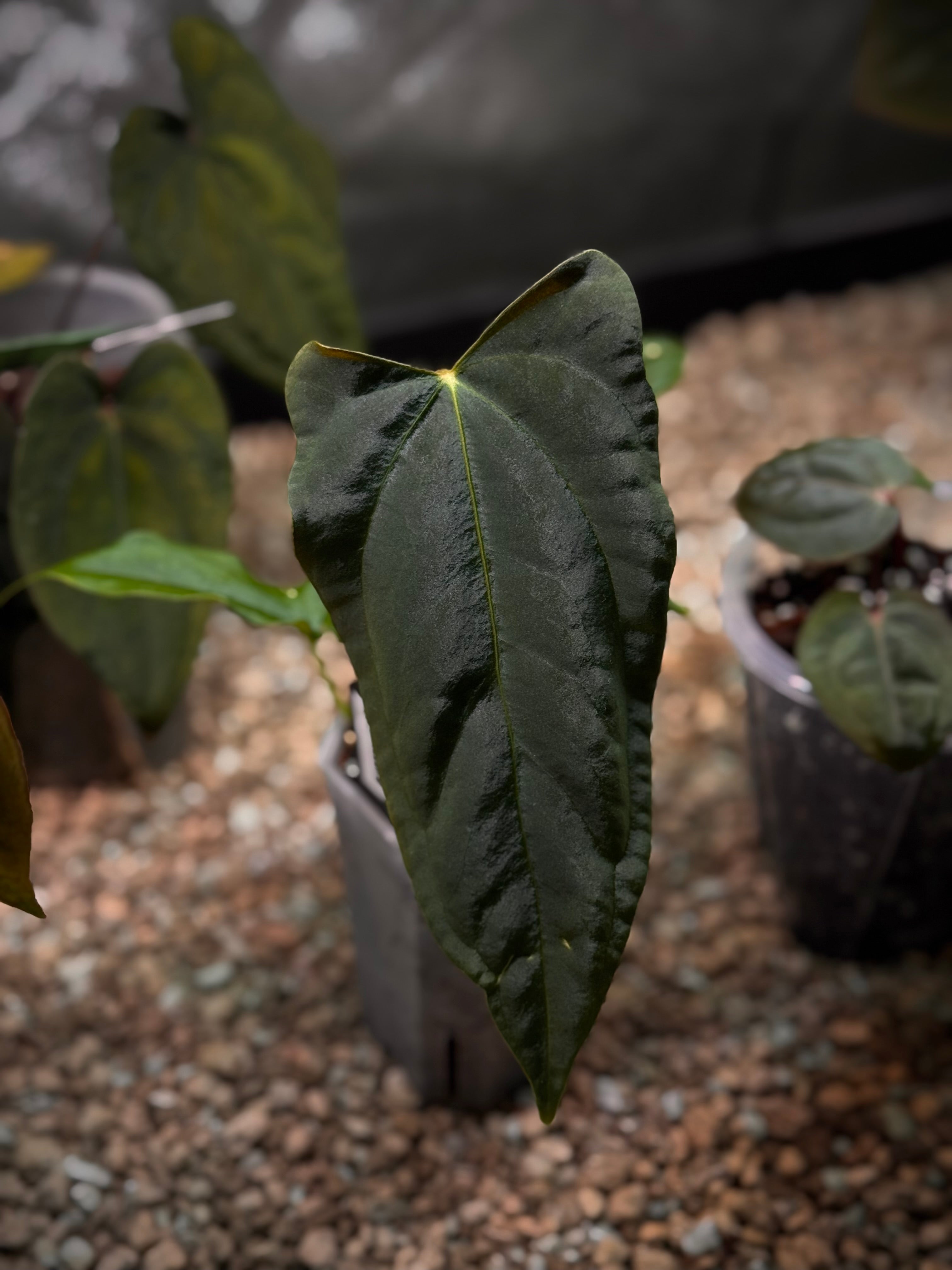 NFS: Anthurium ((Subsignatum x Pap. ’Marie’)) x (Pap. ’Marie’ x FSxRL ‘Grim Reaper’)