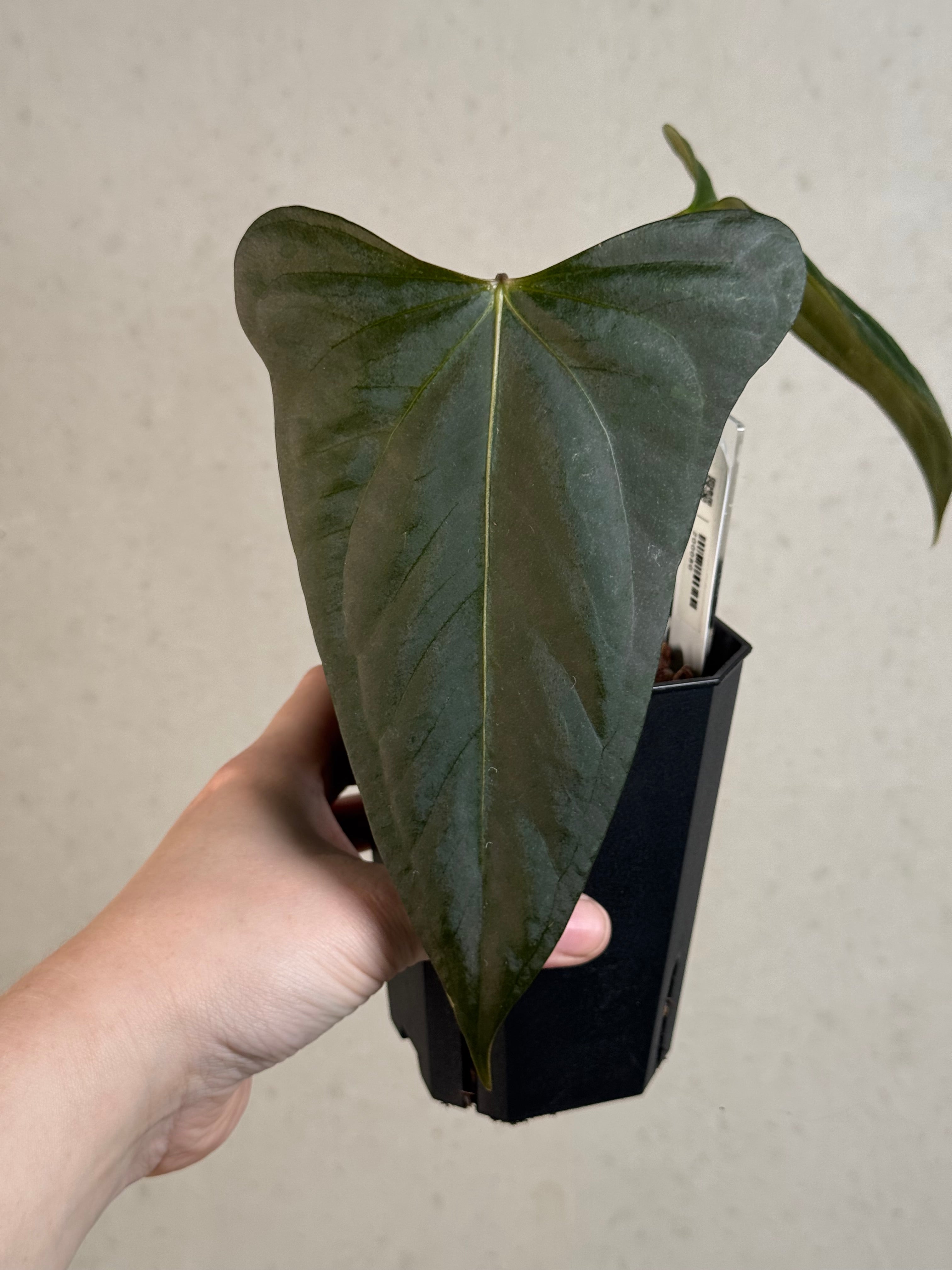 Anthurium Indo Portillae - Clone