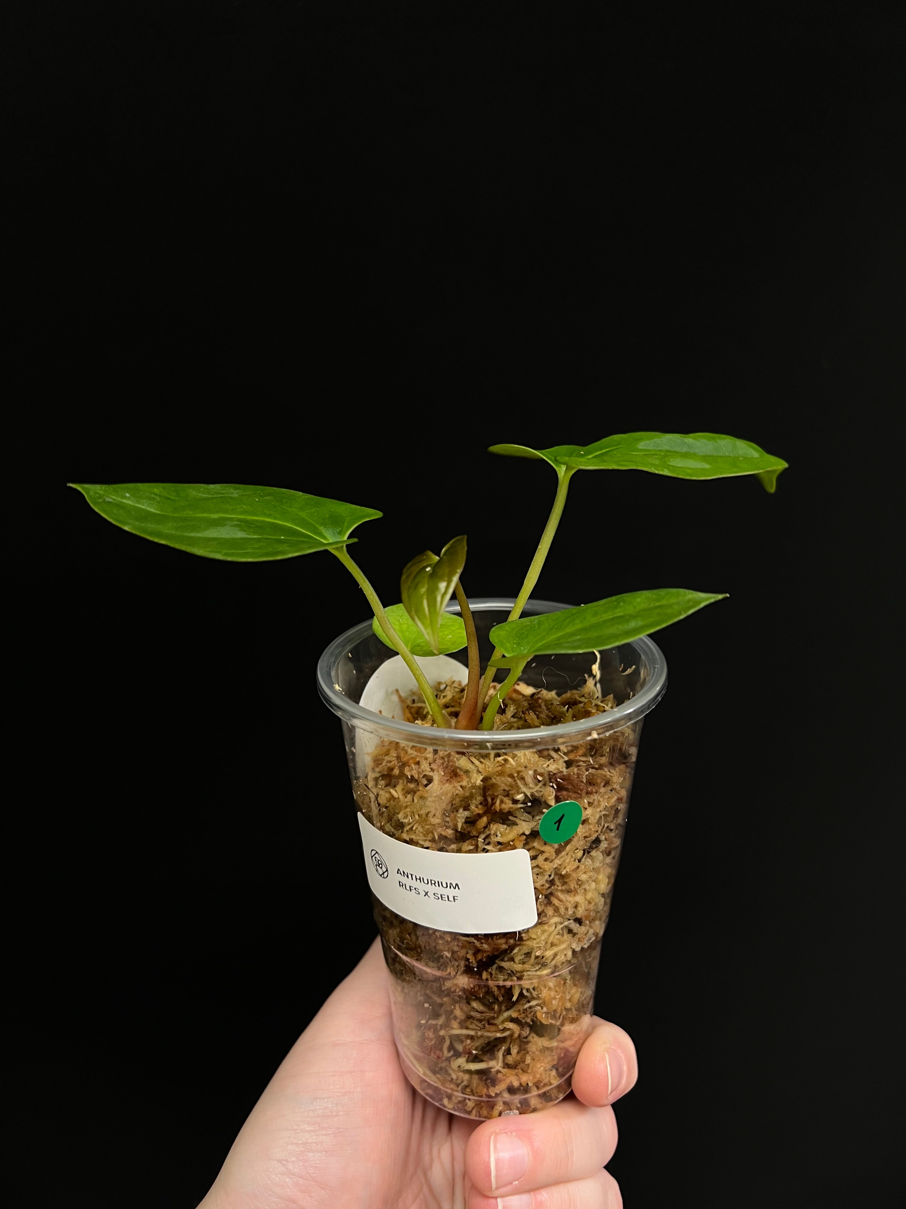 Anthurium RLFS x self - Small Plants